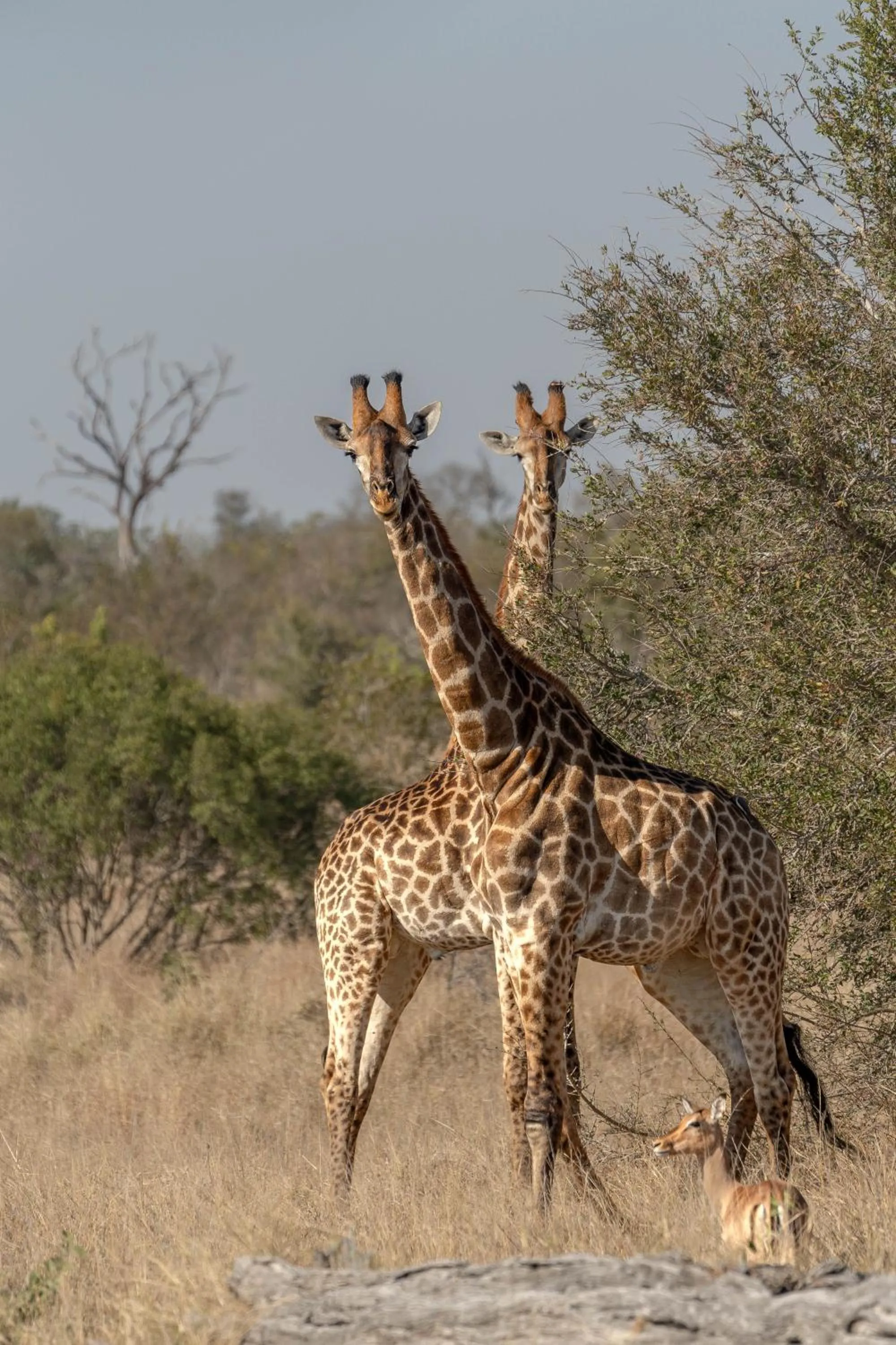 Activities in Buffelshoek Tented Camp
