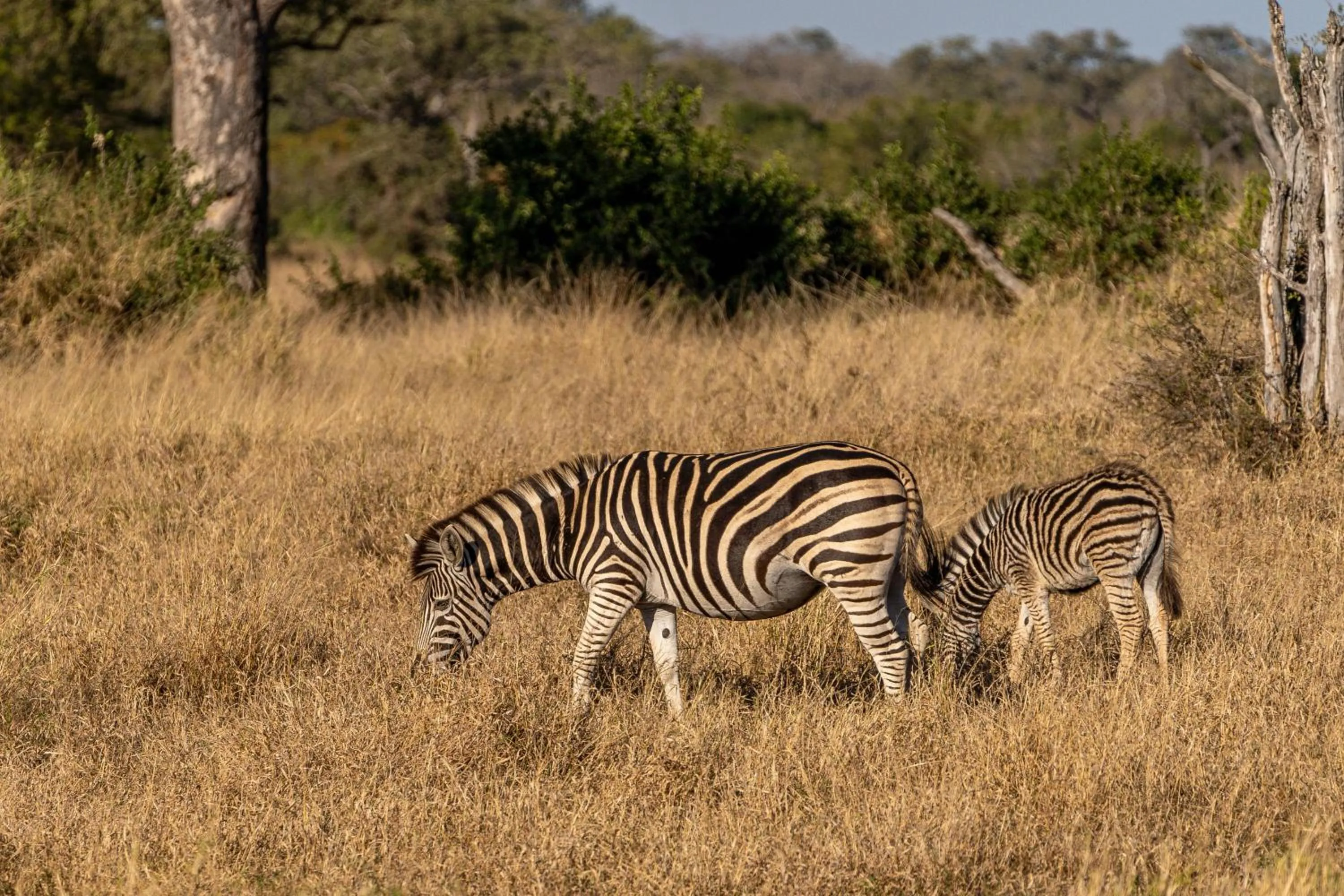 Activities in Buffelshoek Tented Camp