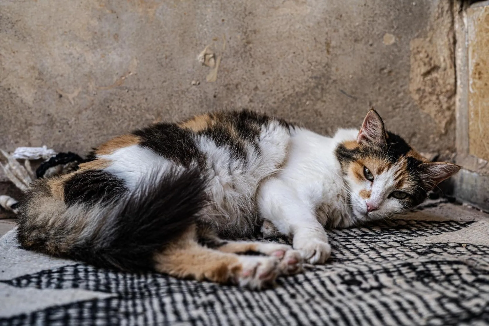 Pets in Riad Chams Marrakech