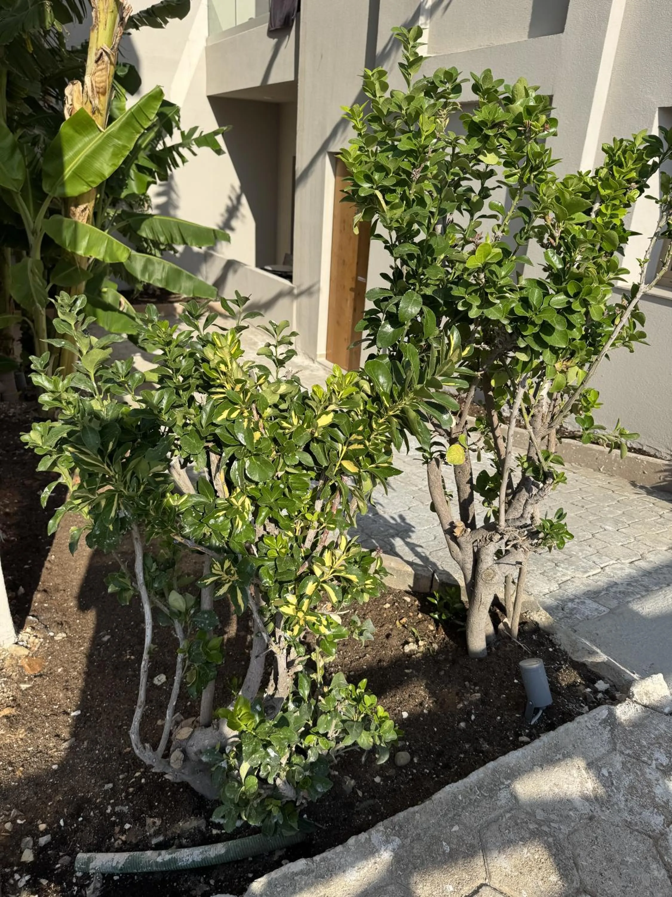 Garden in Τhe Noverian Antama Organic Beach Resort Chania