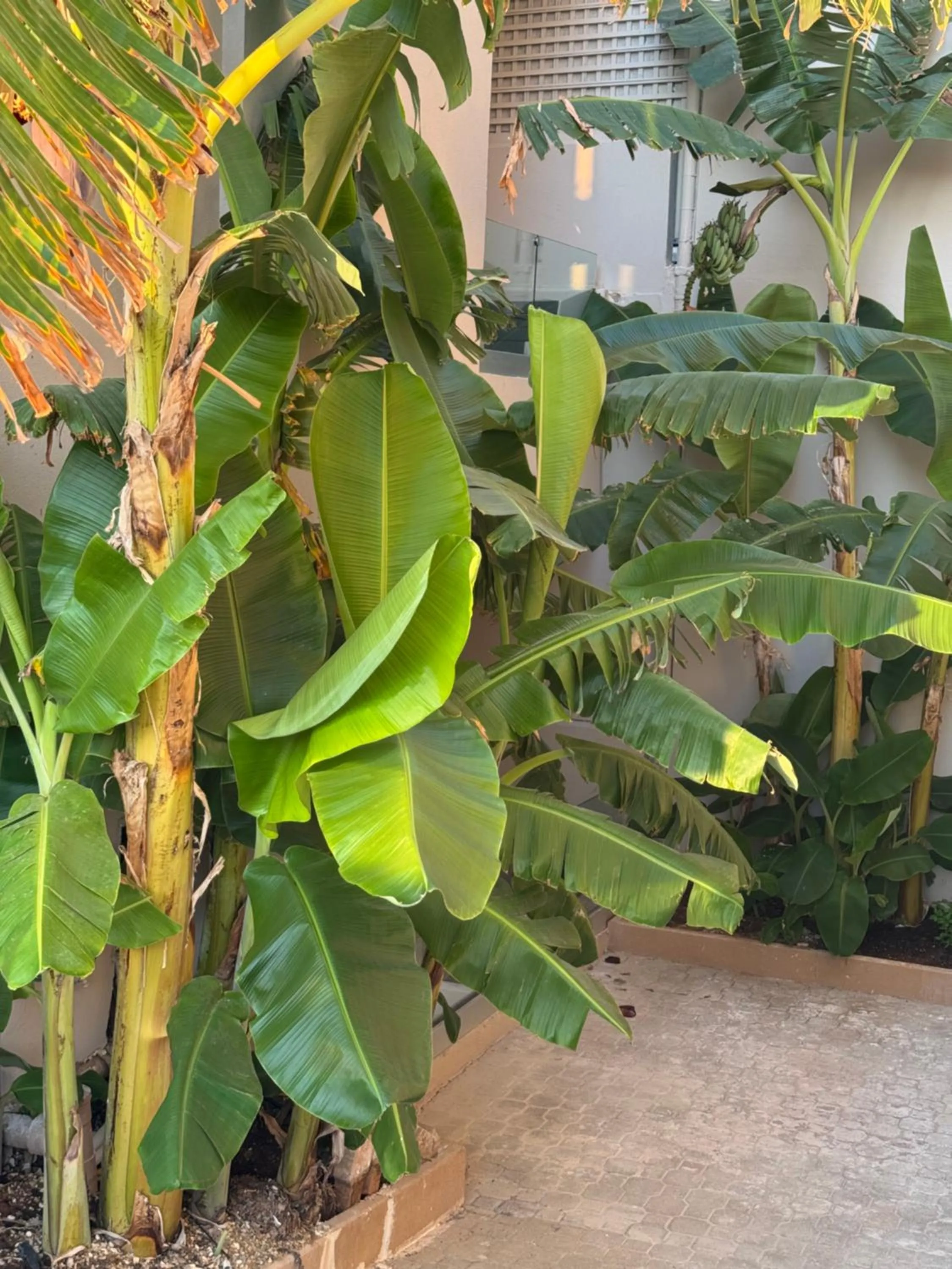 Garden in Τhe Noverian Antama Organic Beach Resort Chania