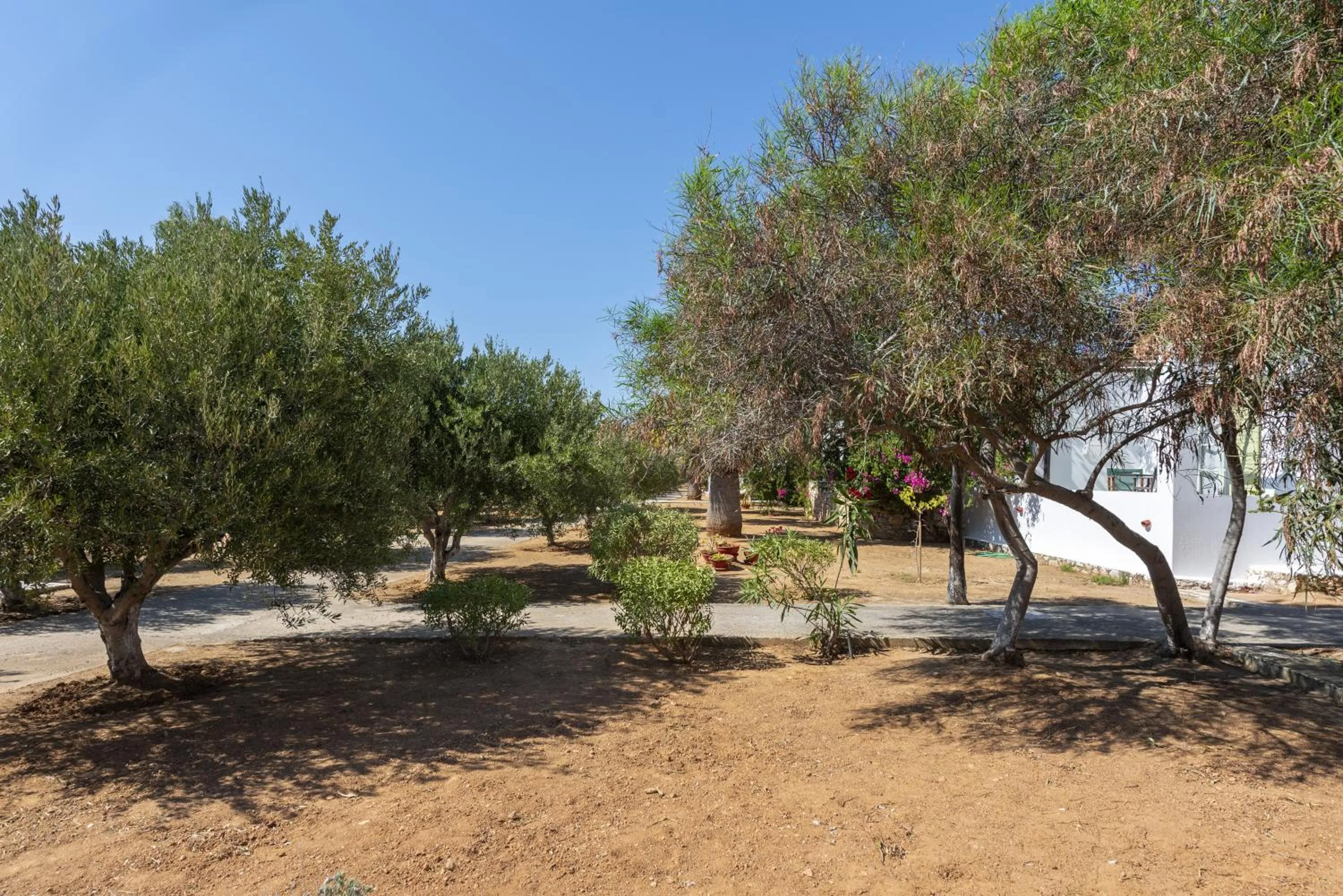 Garden in Parosland Hotel
