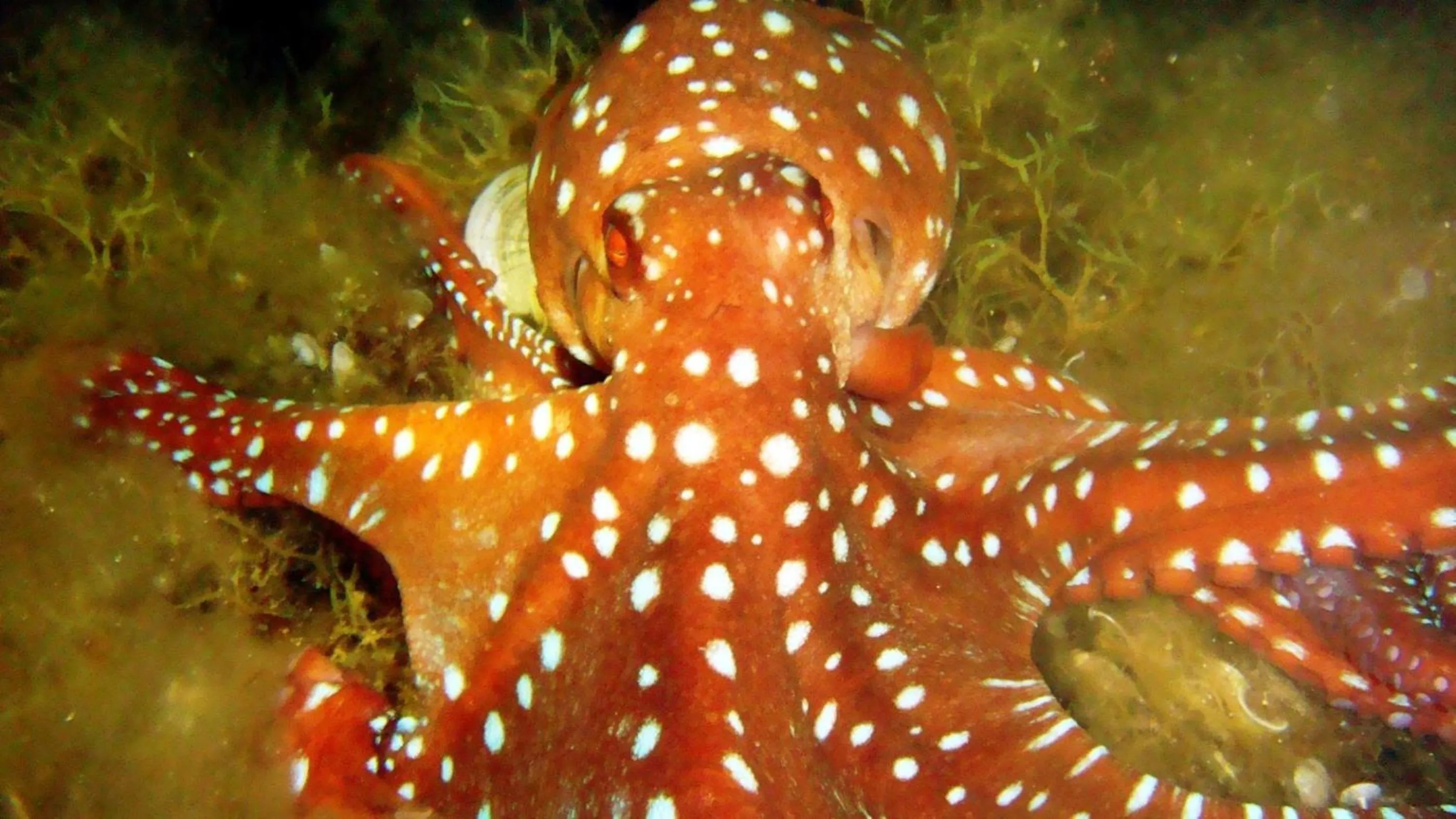 Diving in Istion Club & Spa