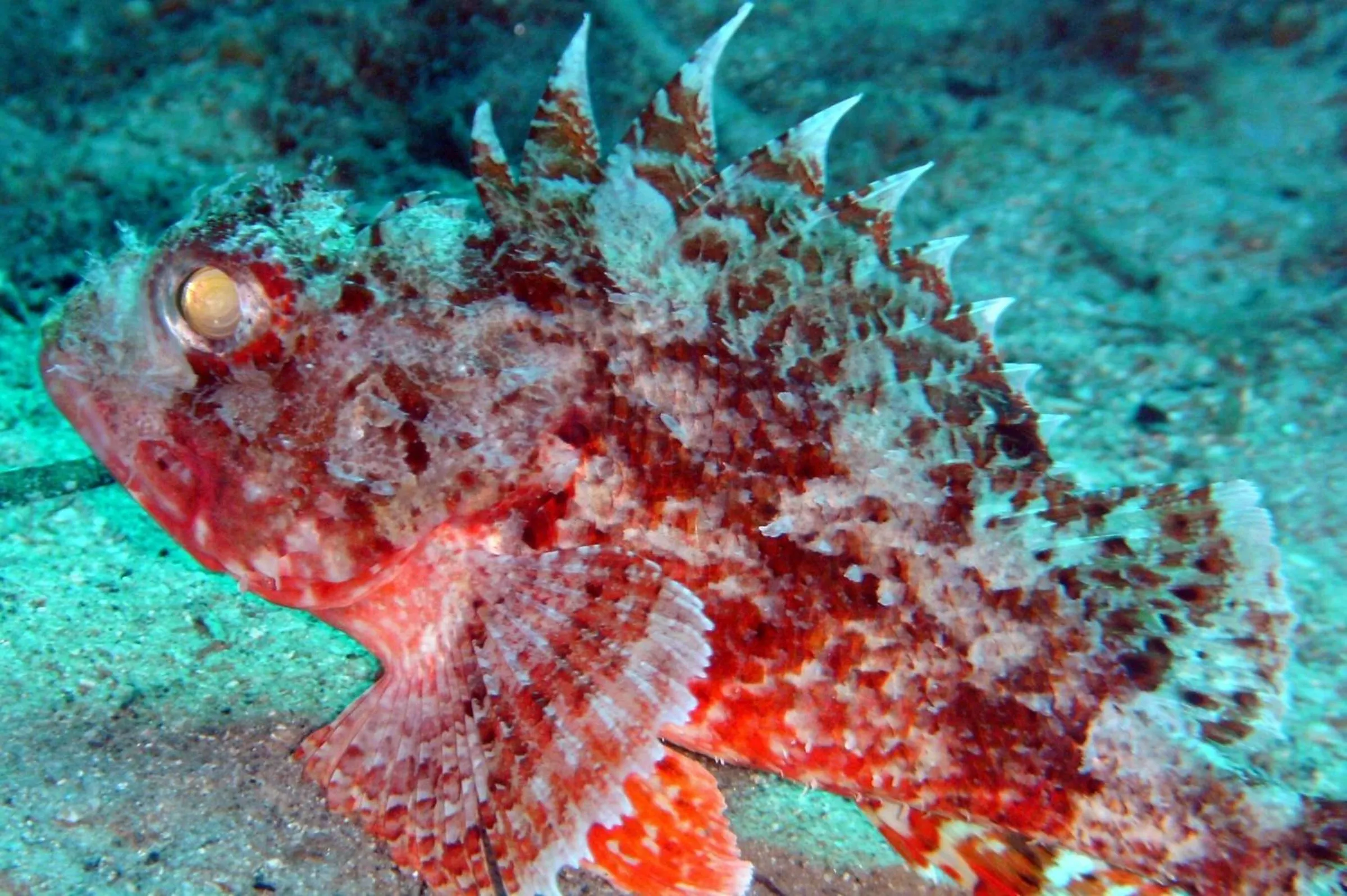 Diving in Istion Club & Spa