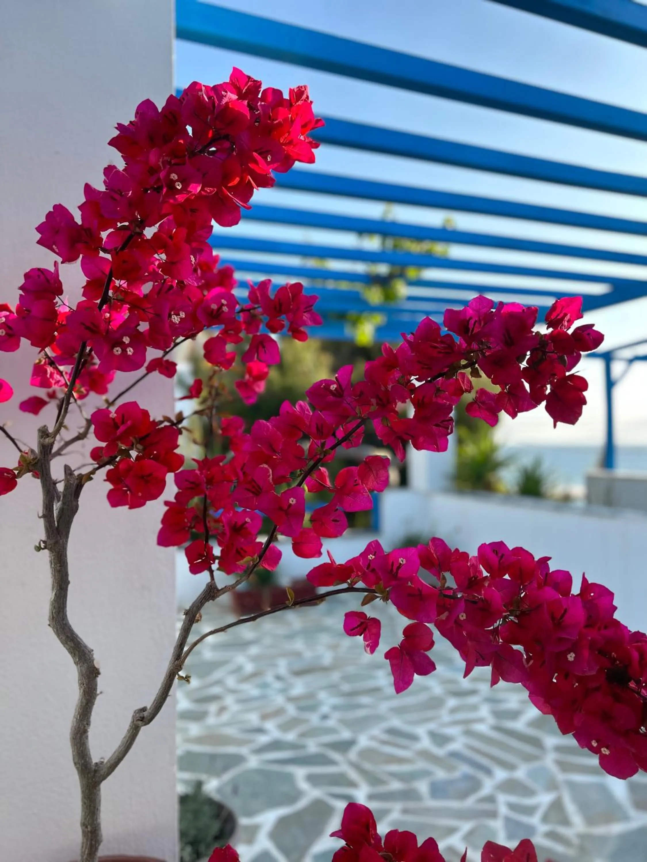 Sea View Apartments & Studios