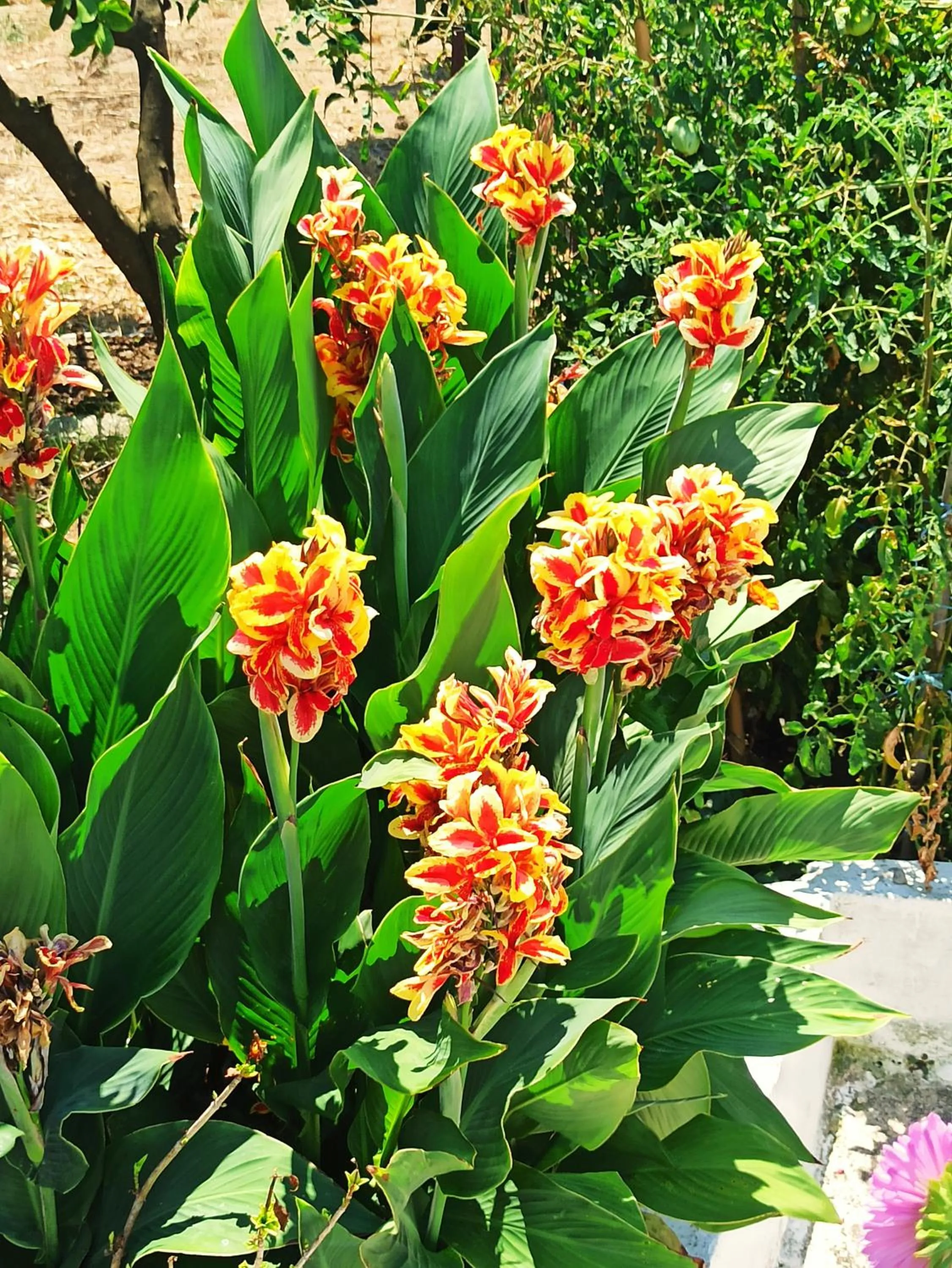 Garden in Margarona Royal Hotel