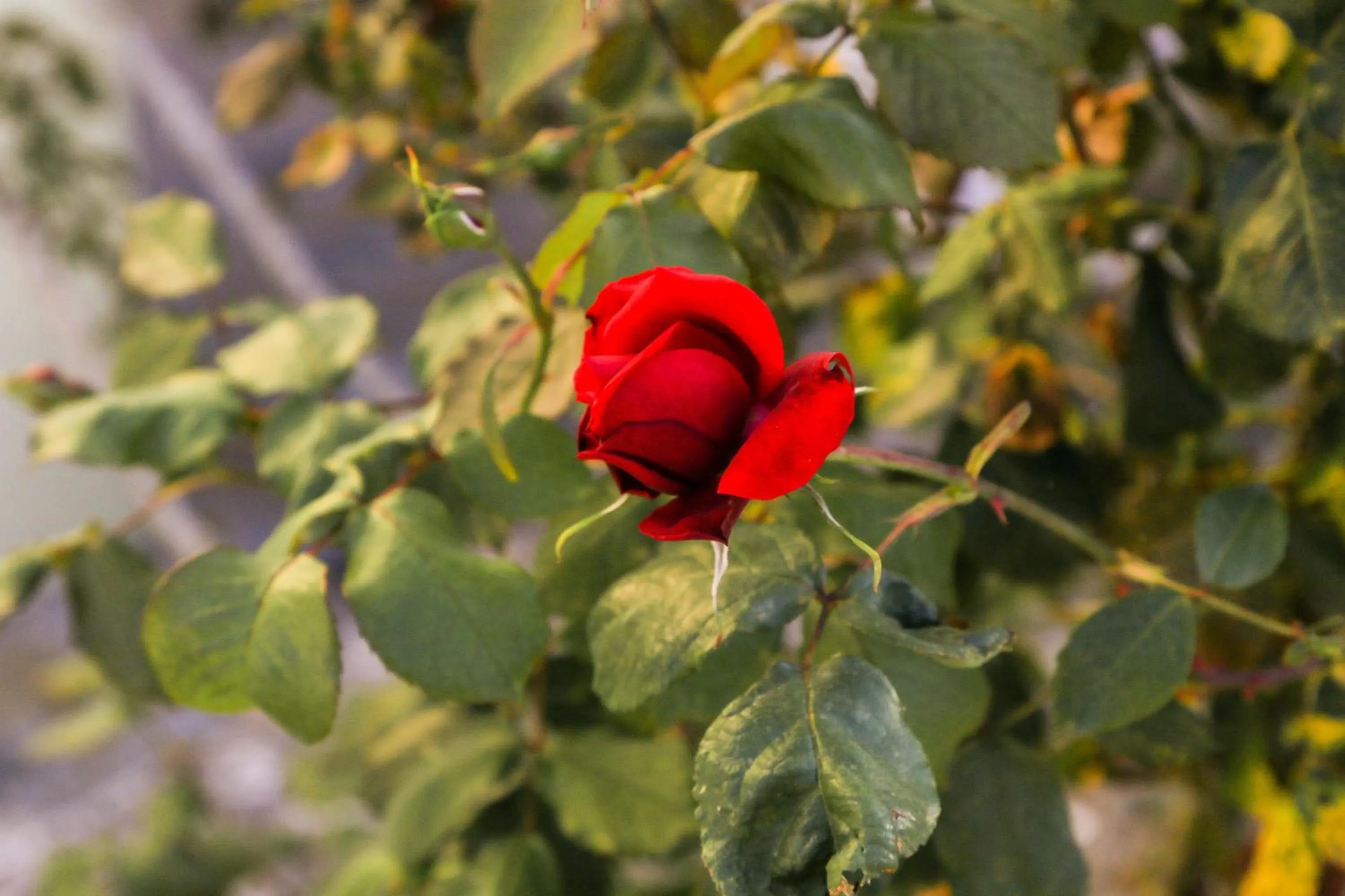 Seaview Apartments Tsilivi