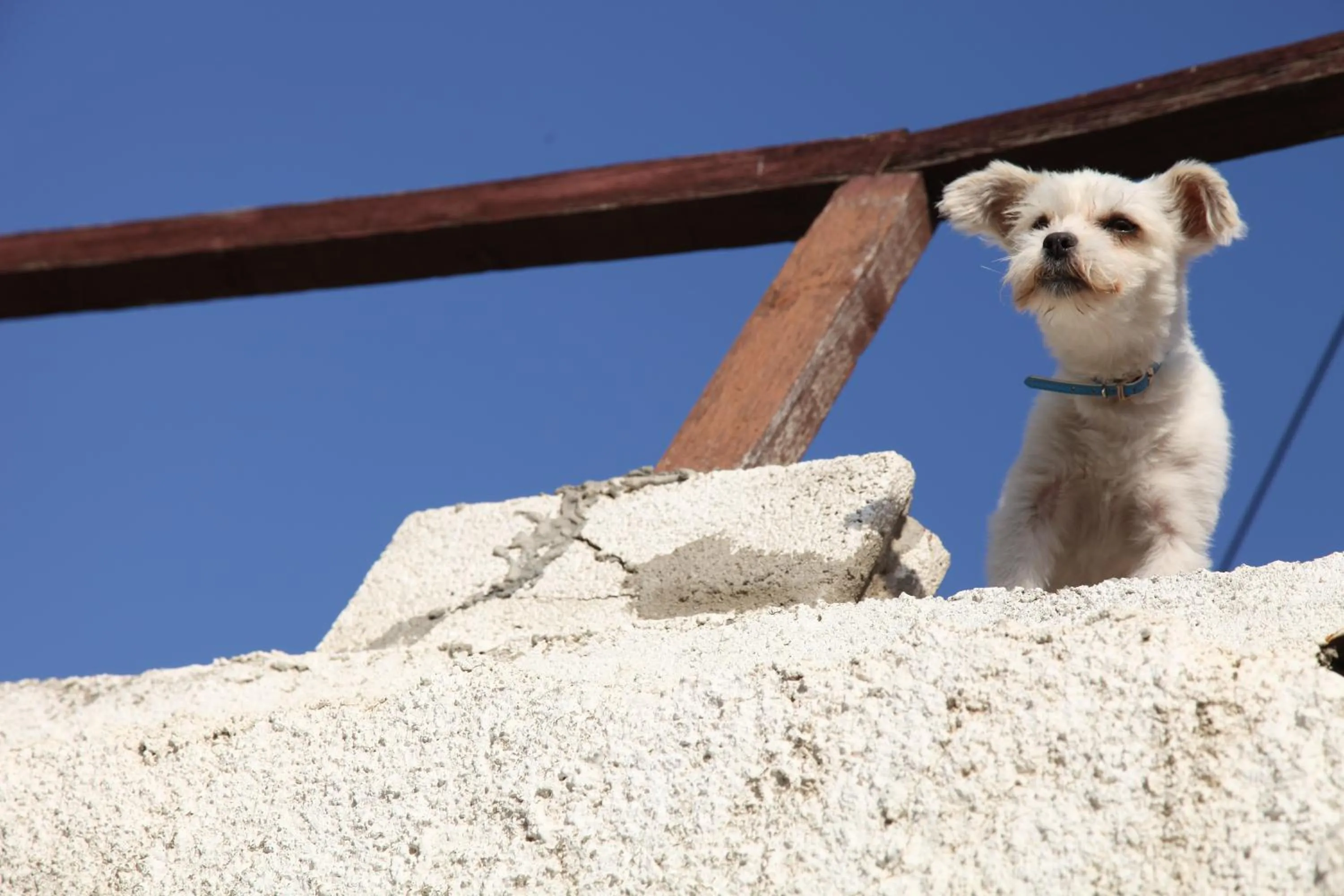 Pets in Elounda Solfez Villas