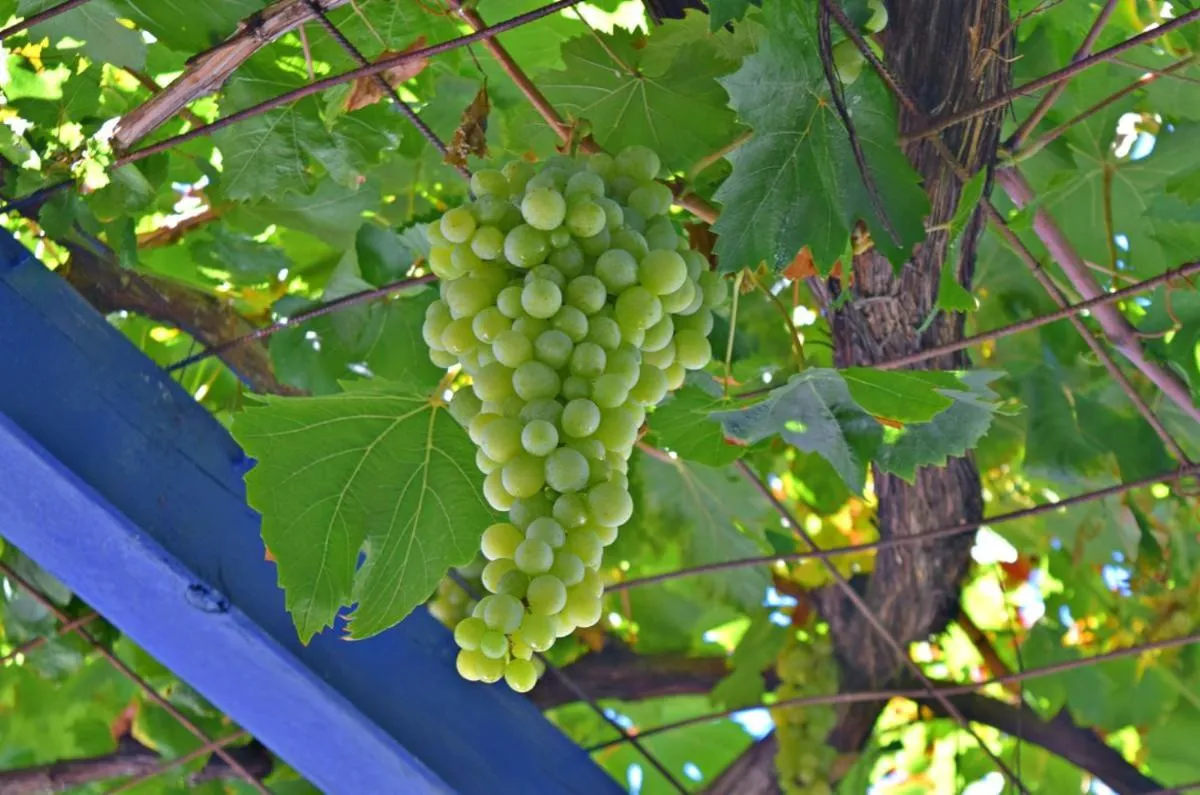 Garden in Sergiani Garden Hotel Apartments