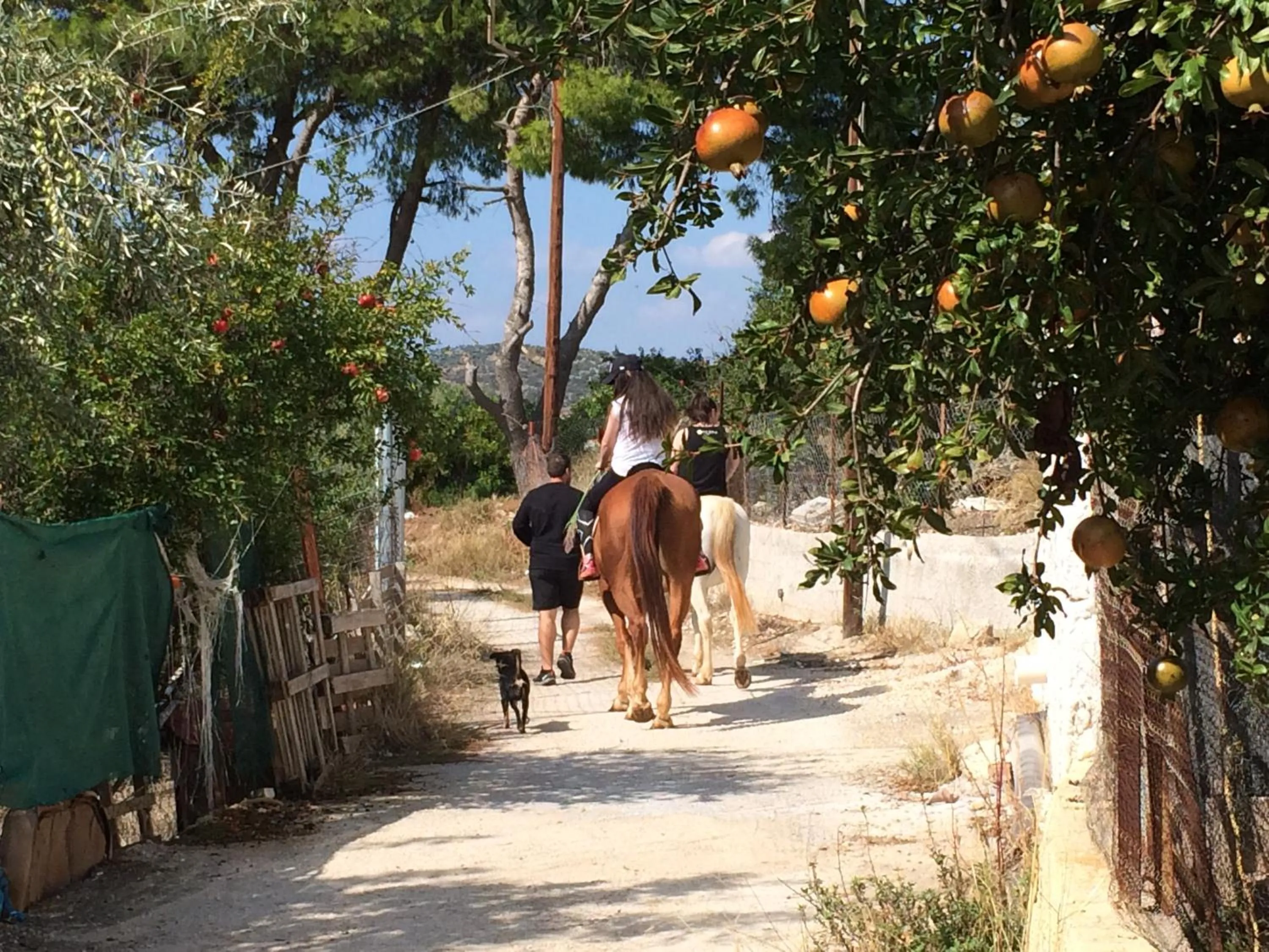 Horse-riding in Perivoli Country Hotel & Retreat