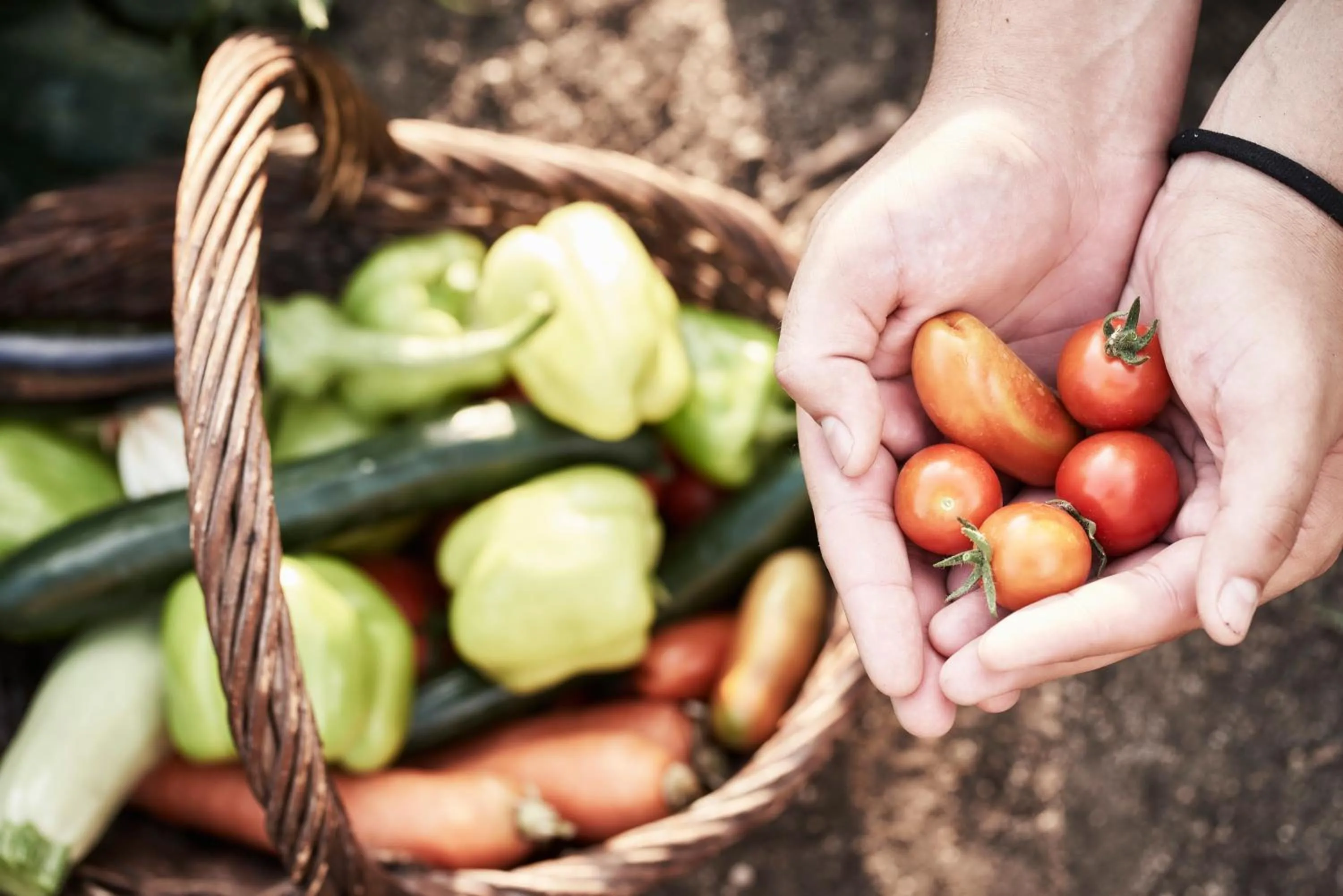 Garden in Antigoni Seaside Resort