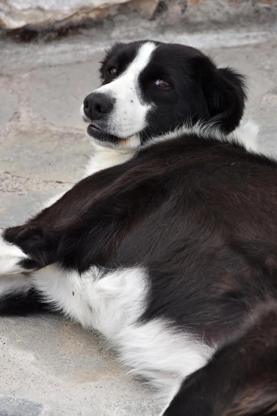 Pets in Hotel Pelion Resort