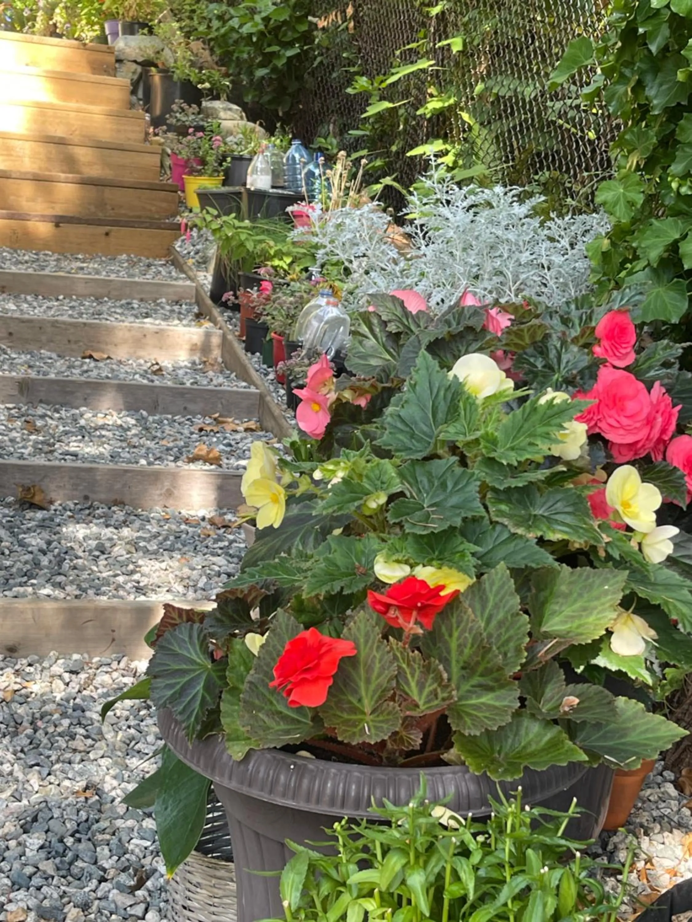 Garden in Garden Bridge House