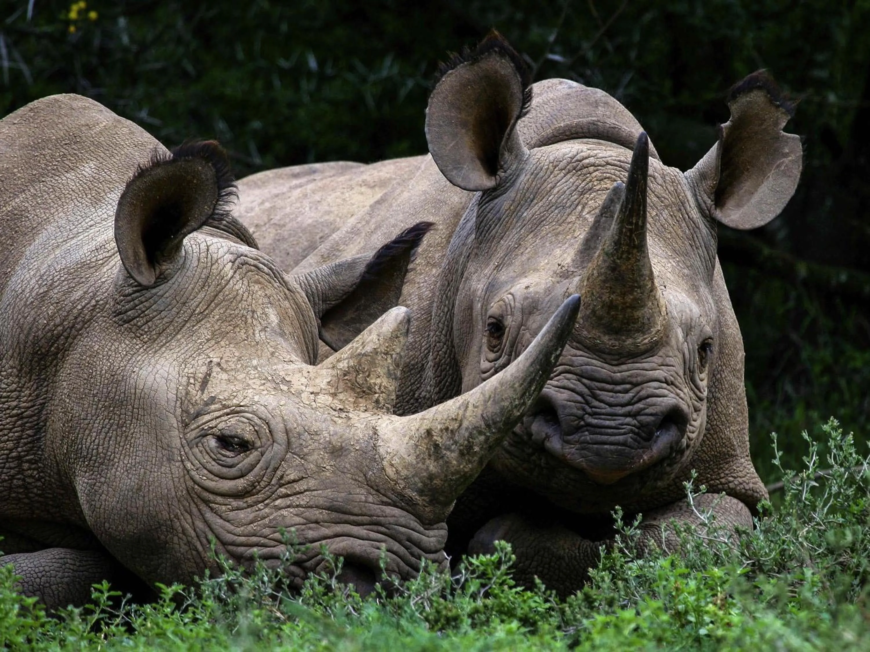 Other in Founders Lodge by Mantis