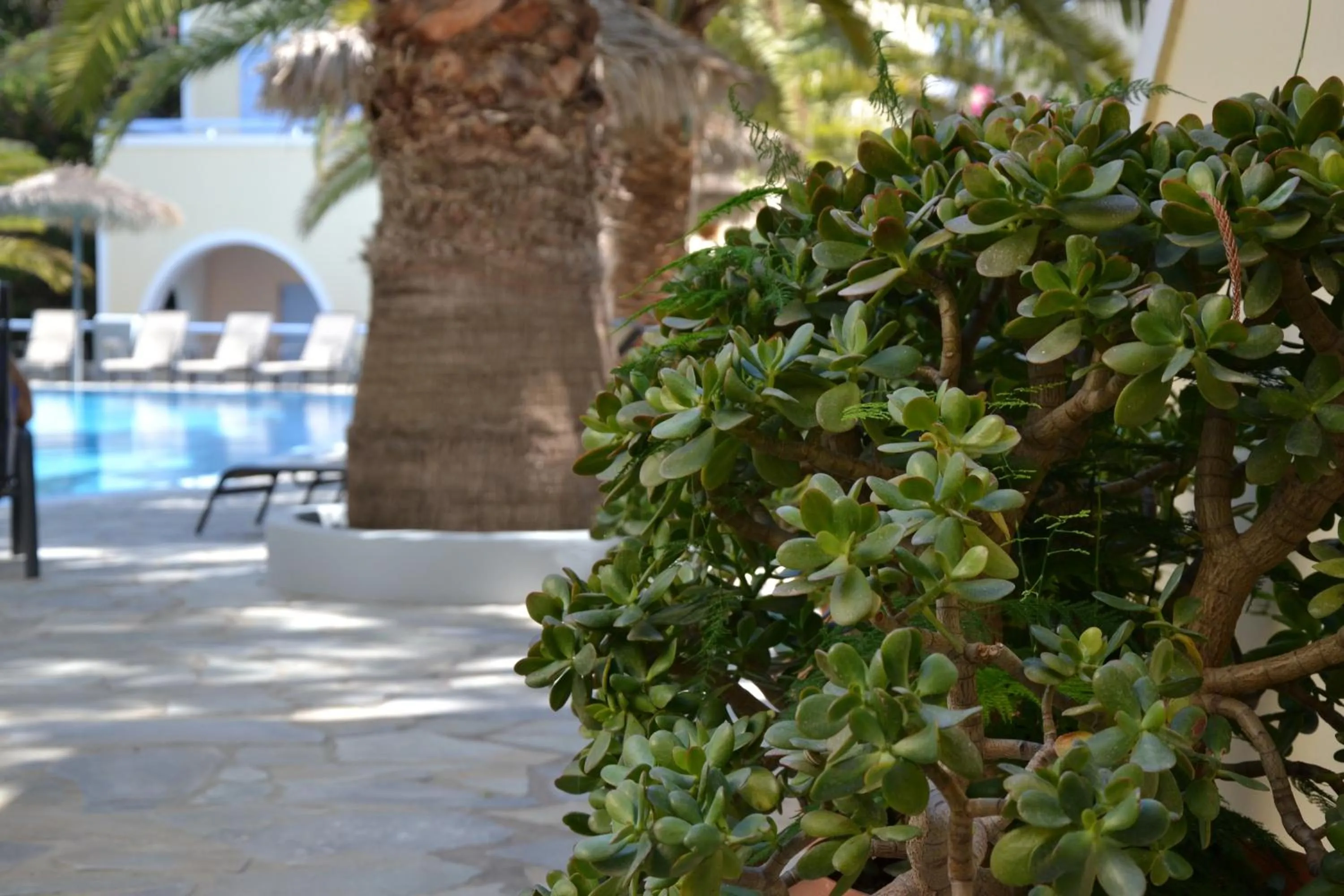 Swimming pool in Zephyros Hotel