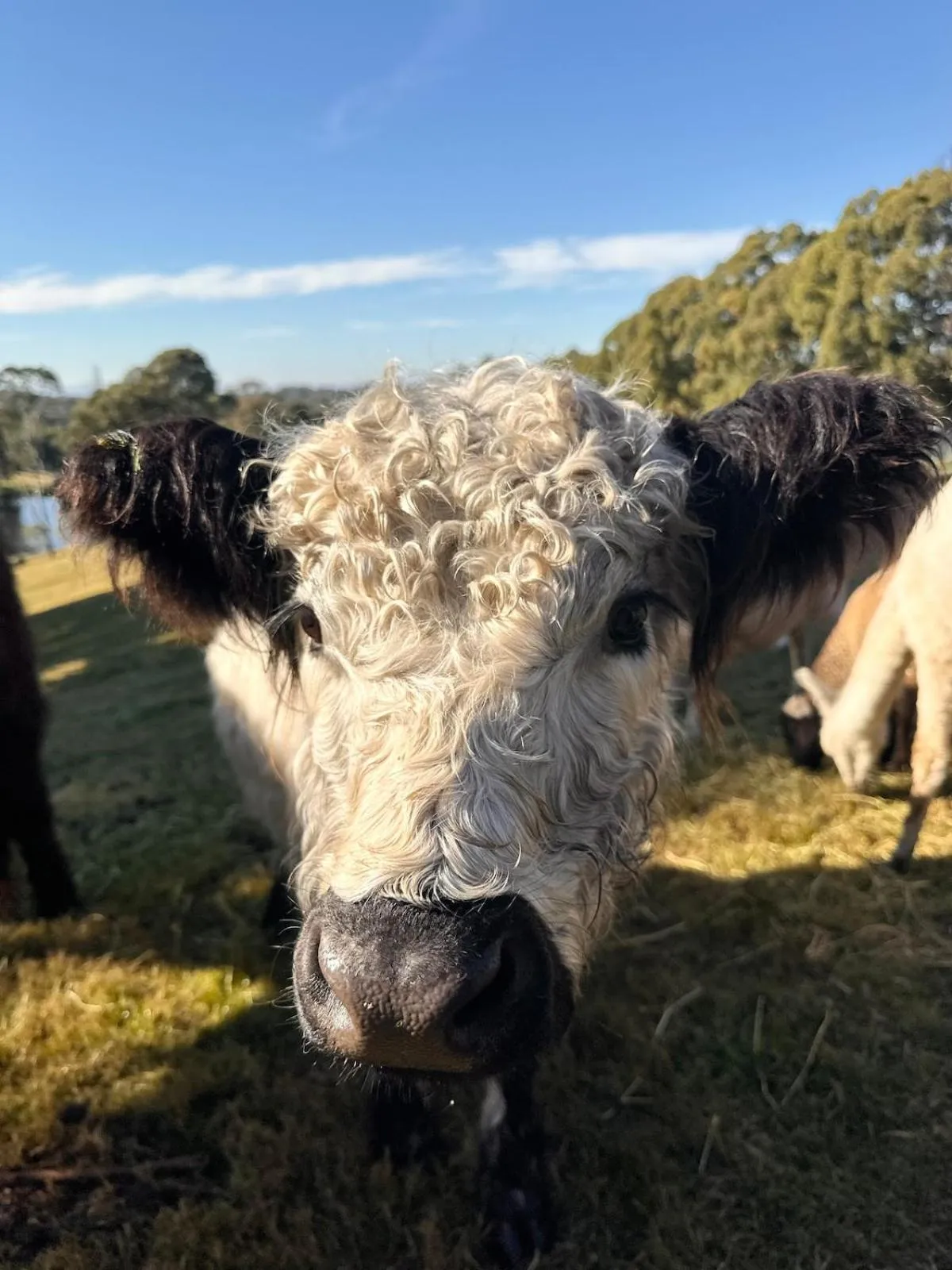 Blueberry Hills On Comleroy Farmstay - Self-Contained Cottages