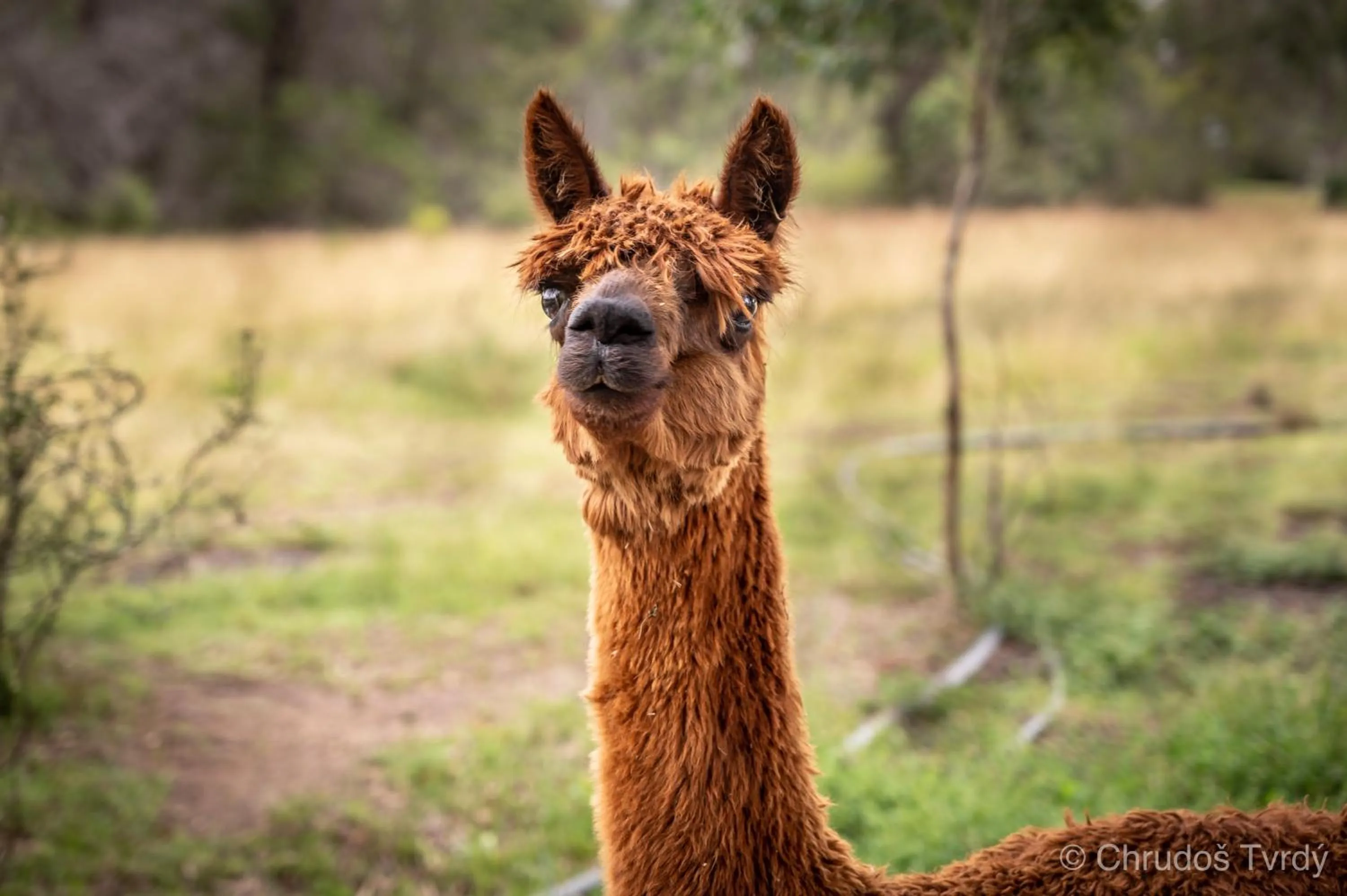 Animals in Blueberry Hills On Comleroy Farmstay - Self-Contained Cottages
