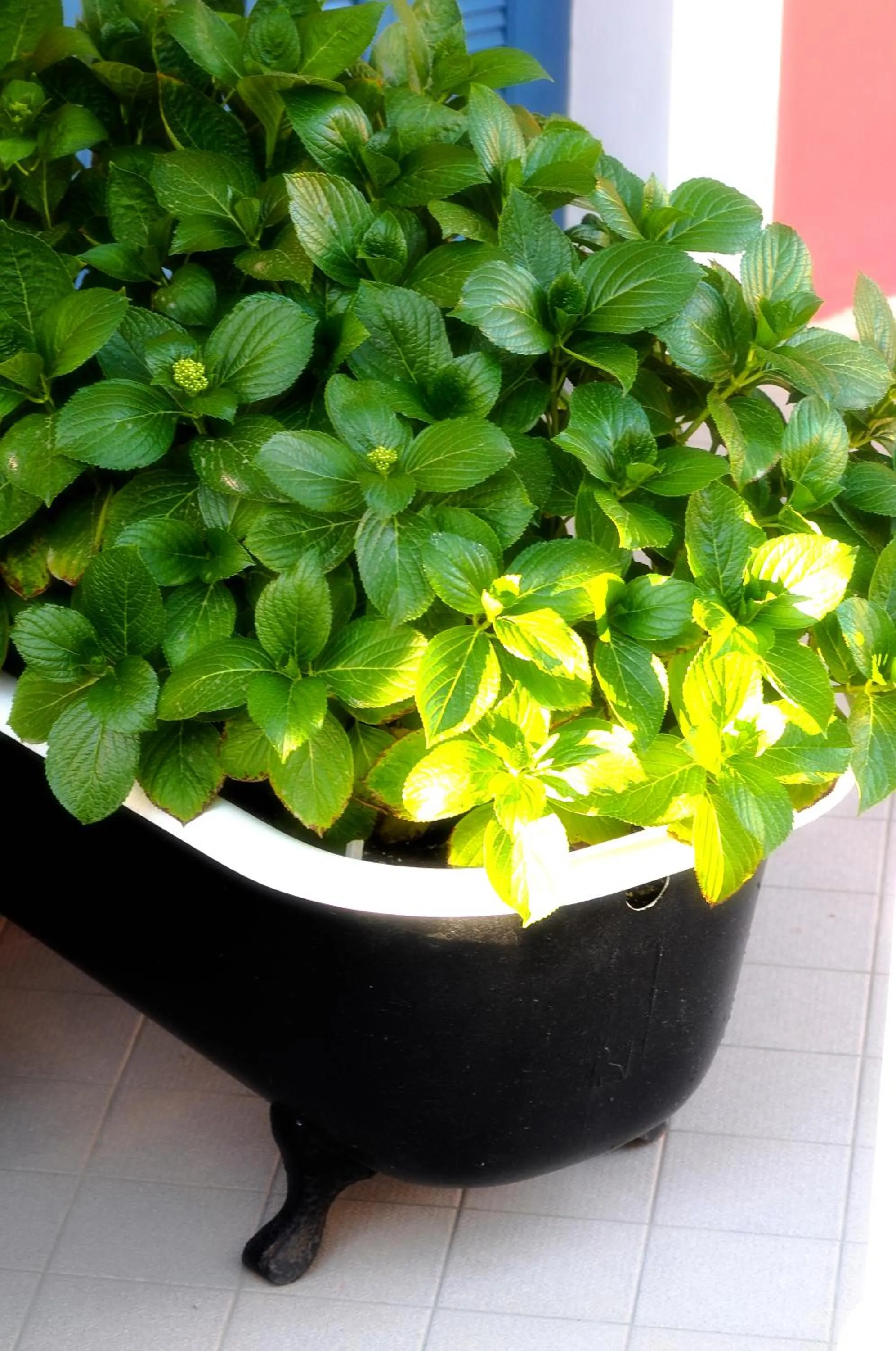 Decorative detail in Metohi Georgila