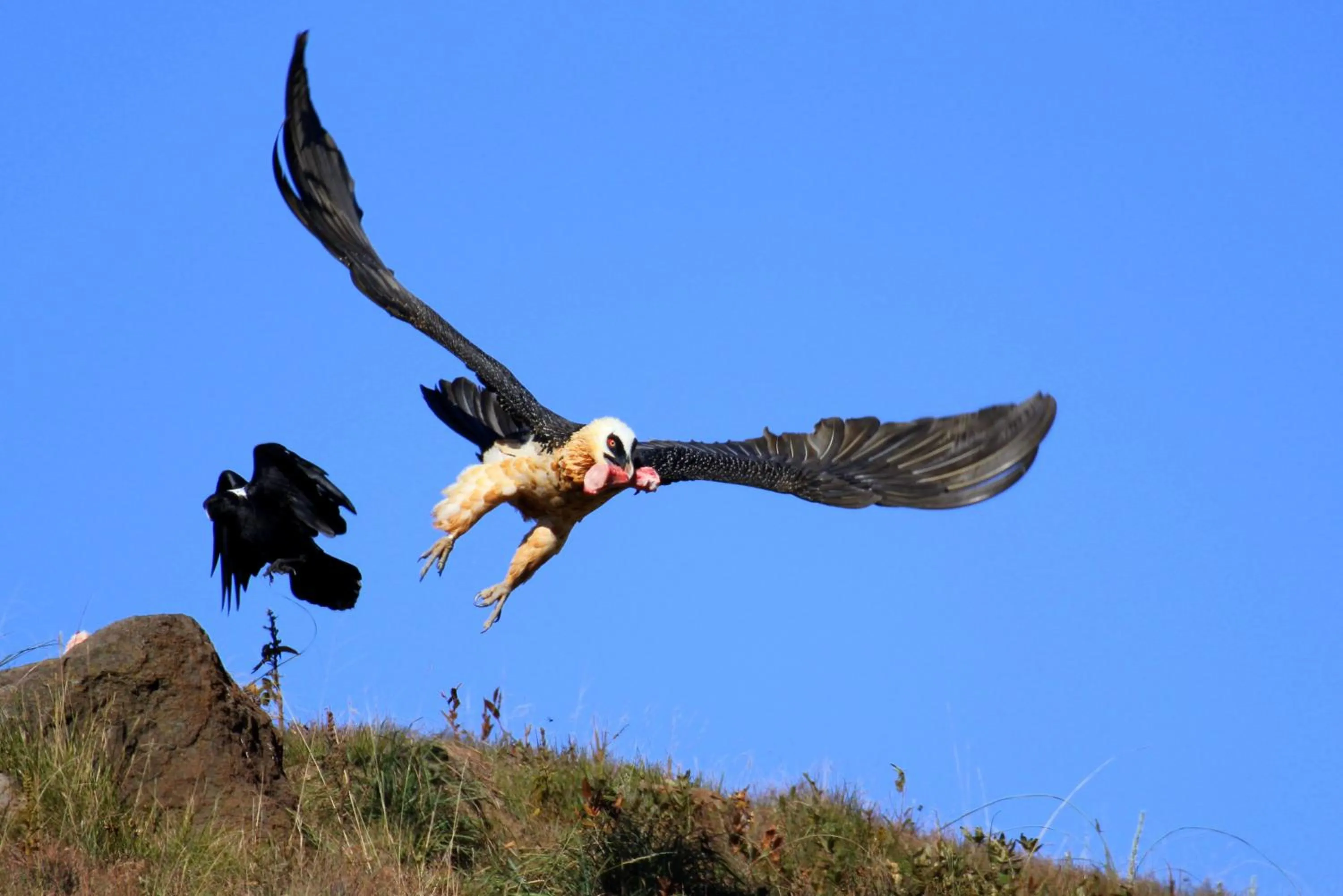Animals in Witsieshoek Mountain Lodge