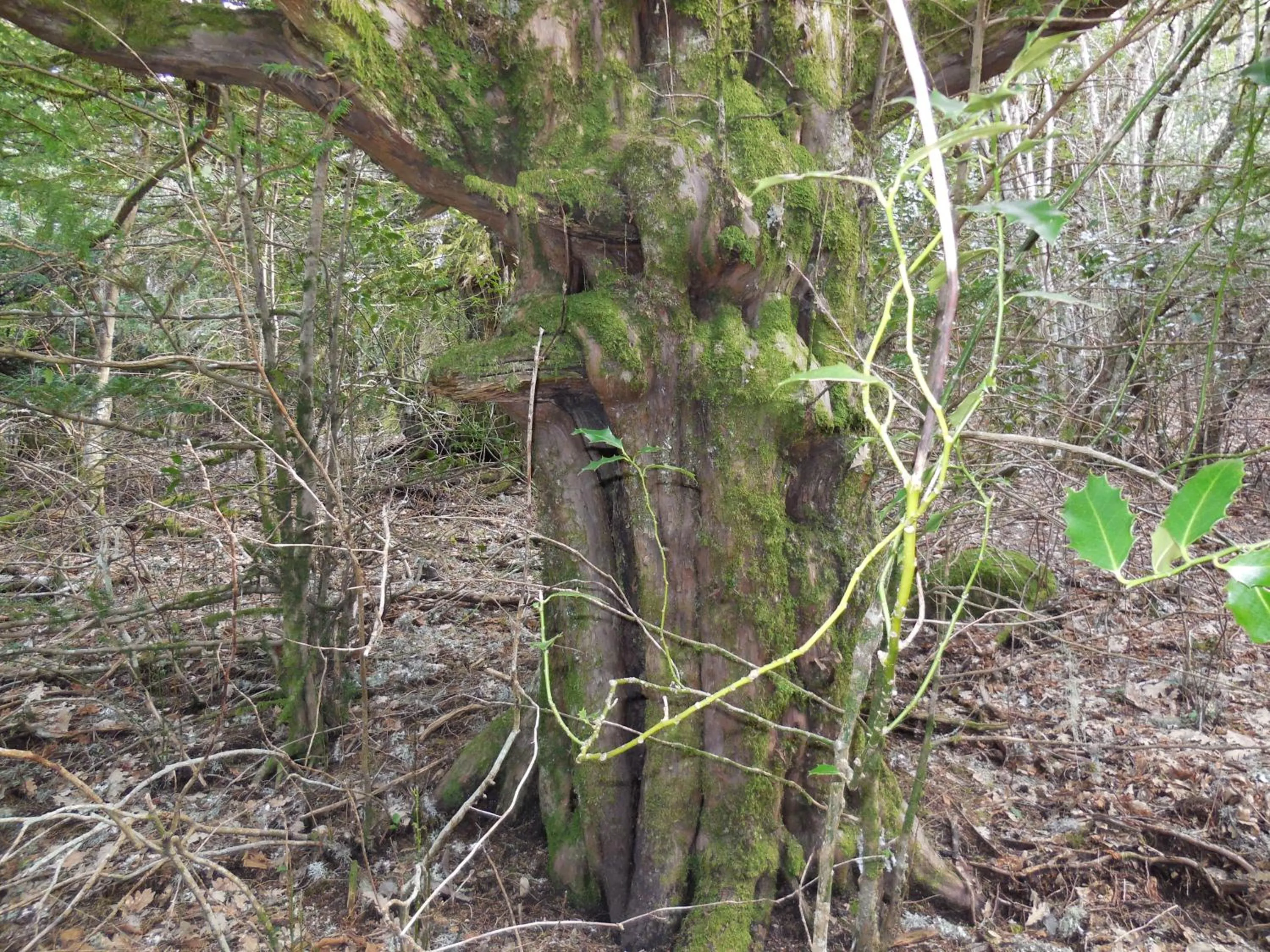Activities in Posada Real La Pascasia