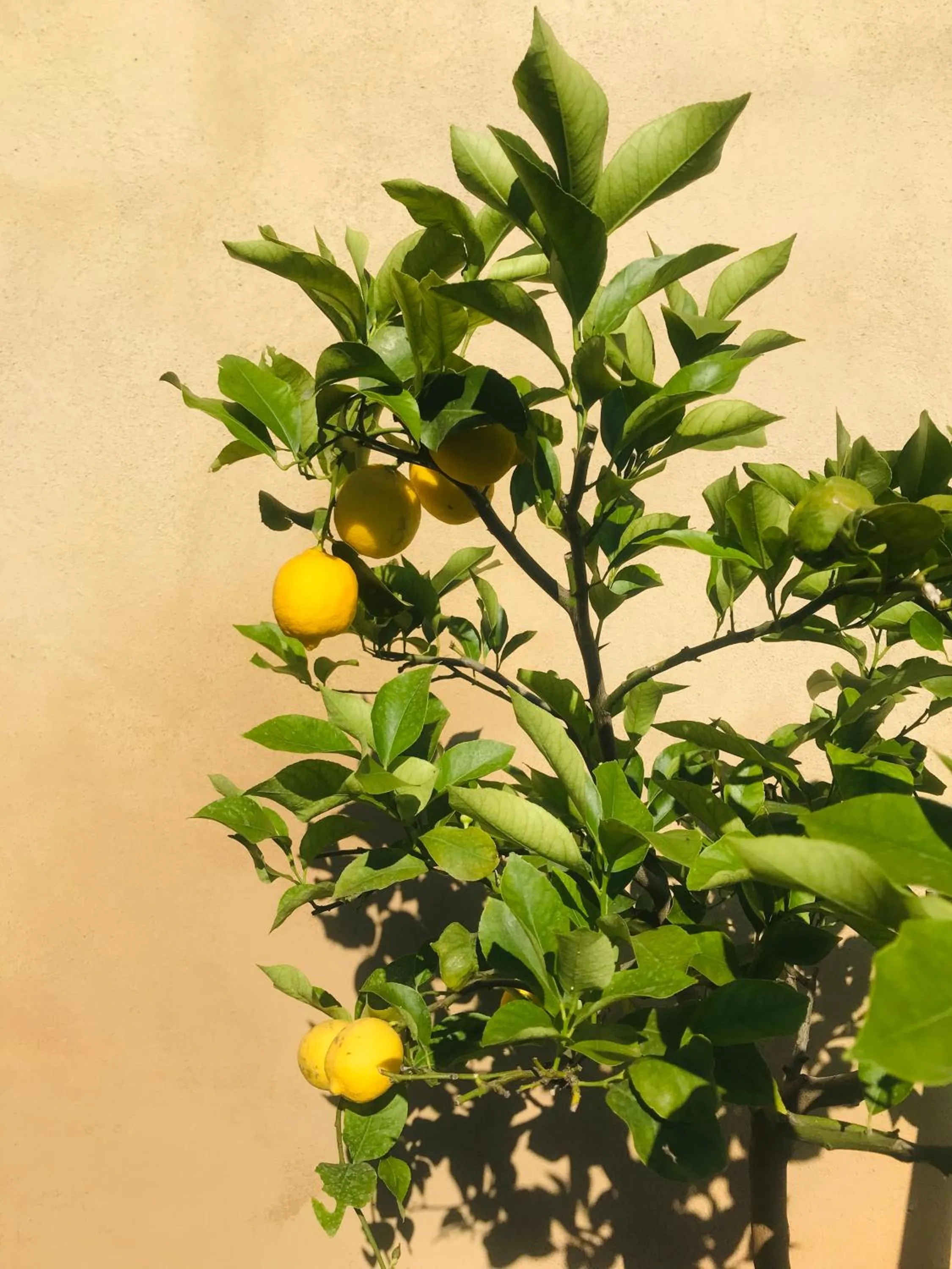 Other in Villa Agnese