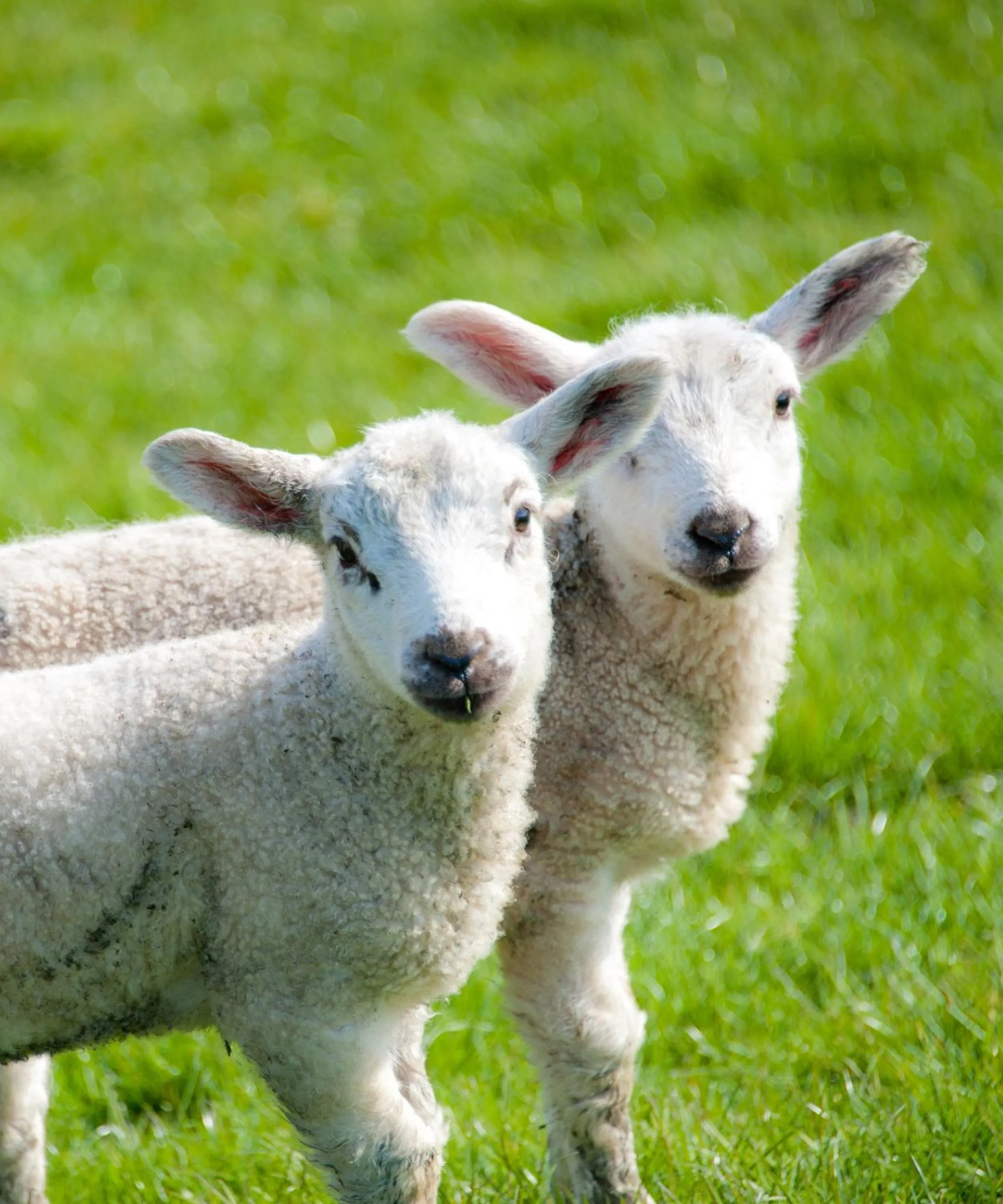 Area and facilities in Garni Hotel & Appartements Nordstrand