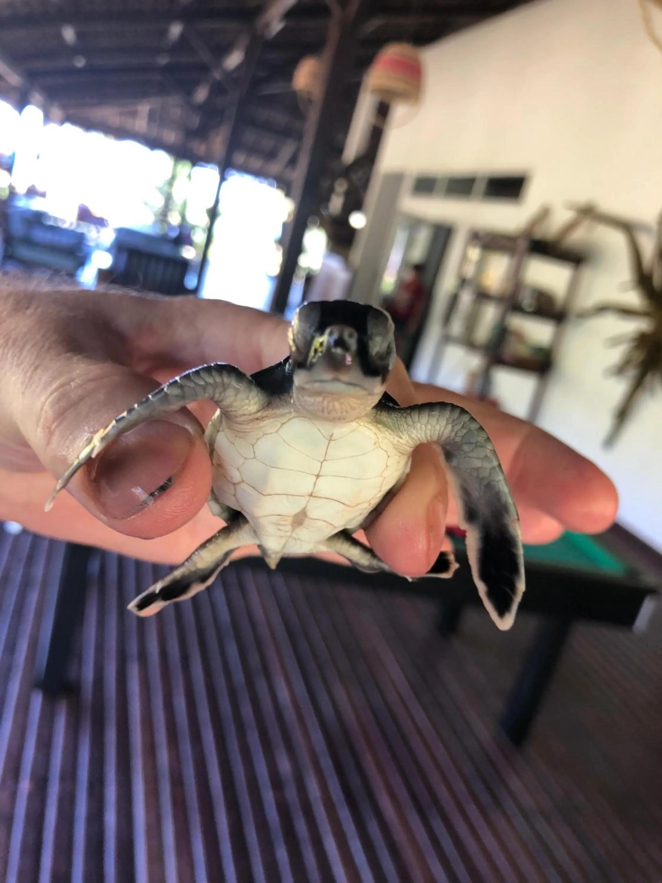 Aqua park in Hotel Océan Beach Sakatia