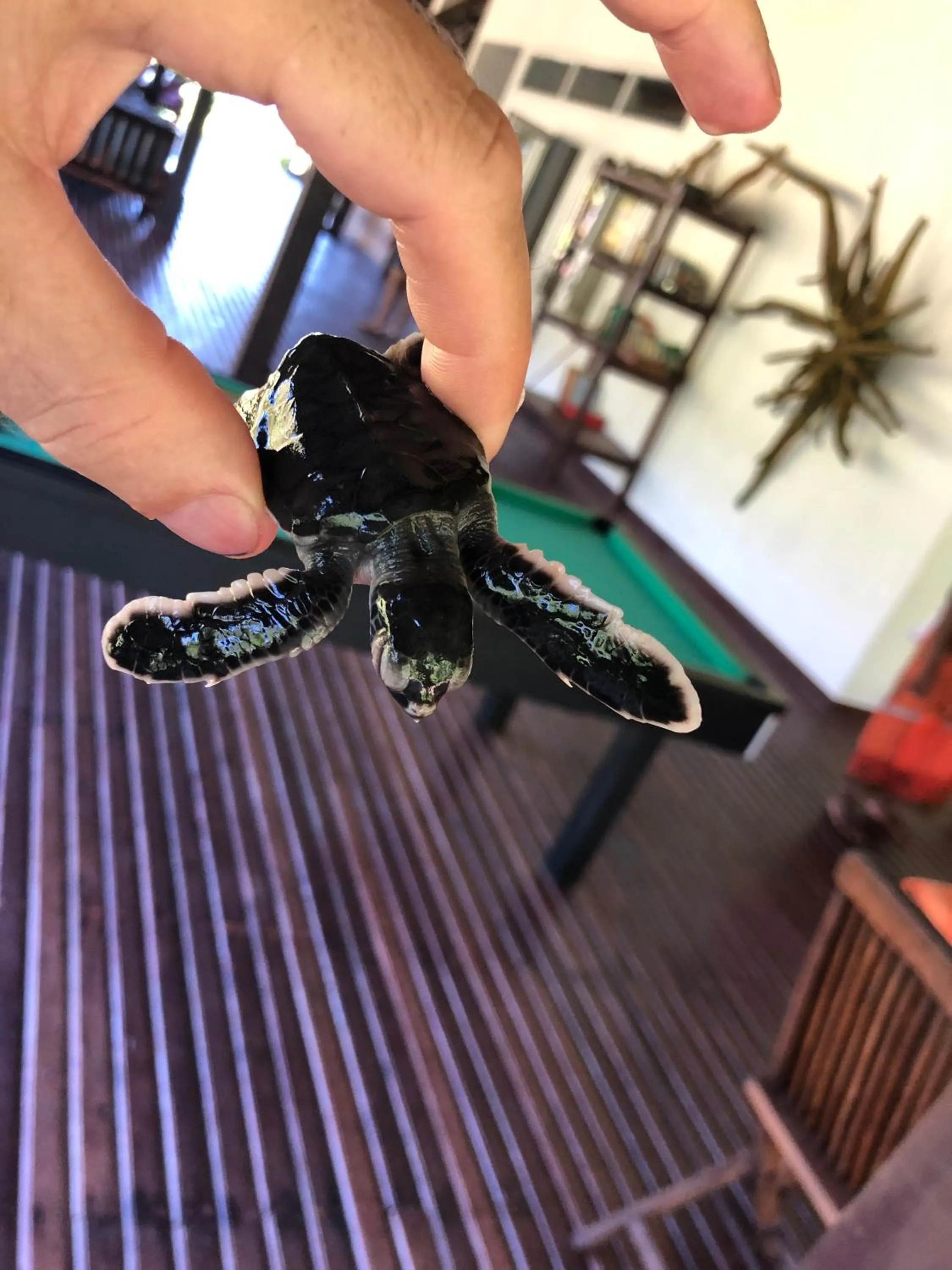 Aqua park in Hotel Océan Beach Sakatia