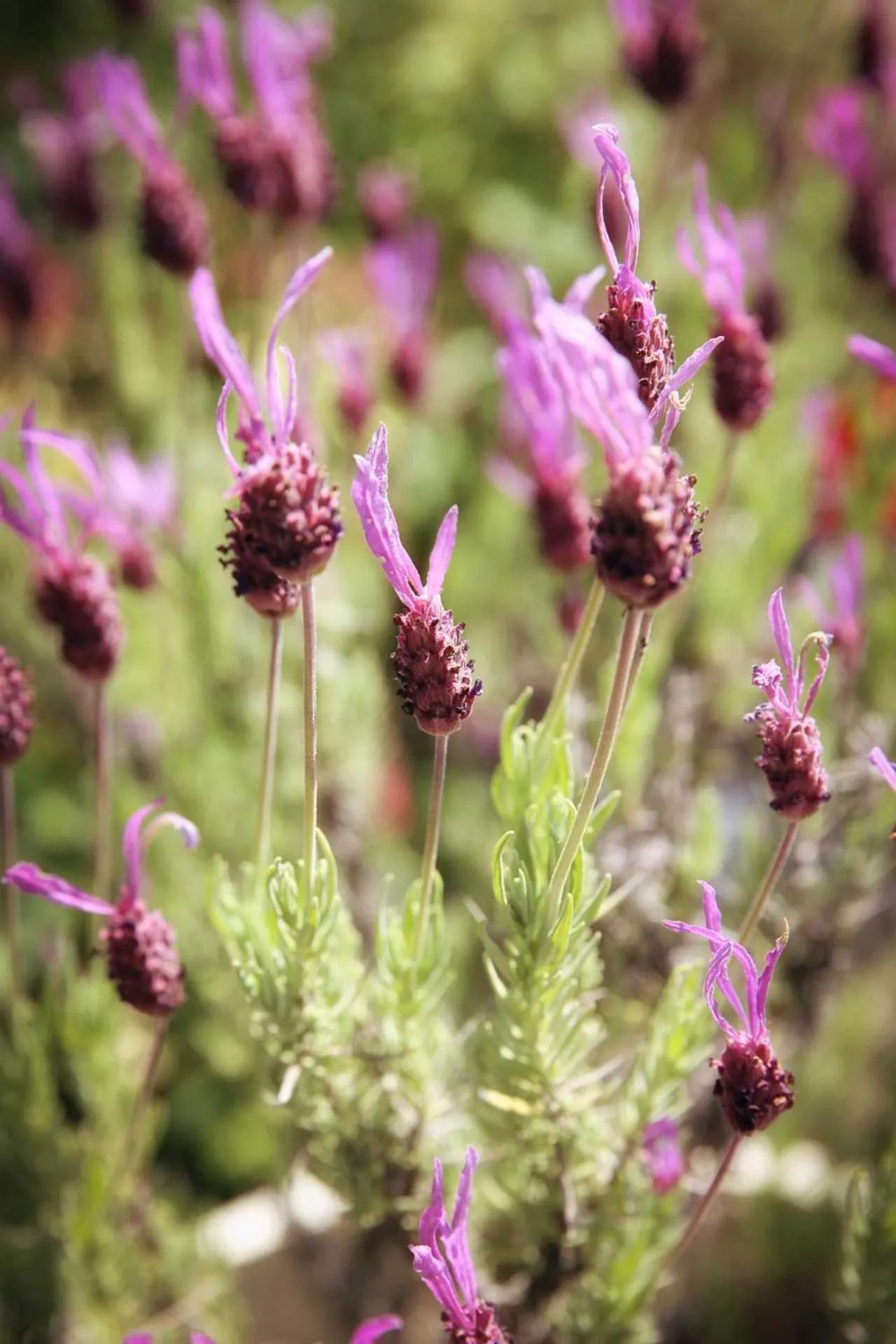 Property building in Hôtel Le Mas del Pechs - Chambres avec terrasse