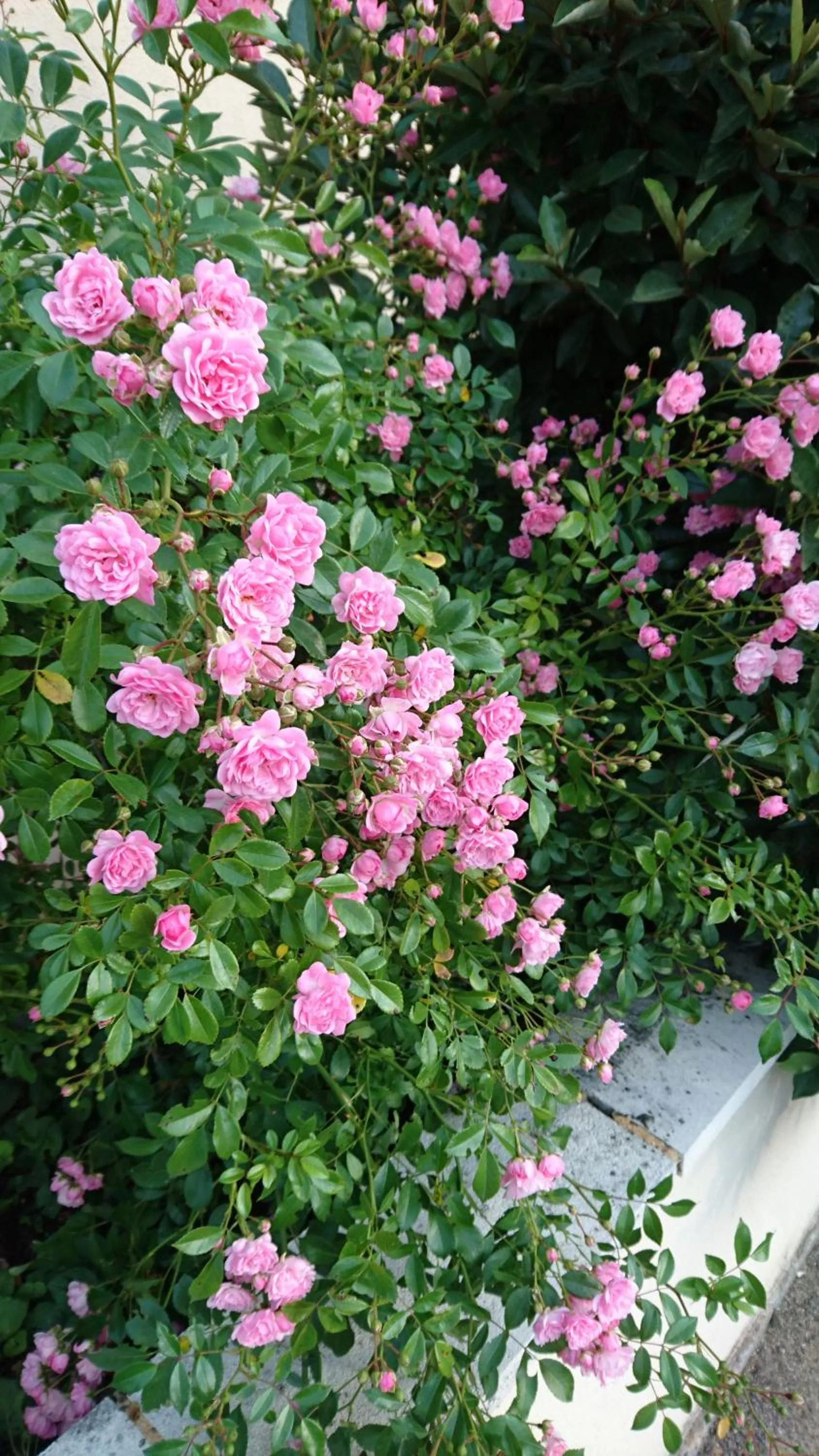 Balcony/Terrace in Hôtel Le Mas del Pechs - Chambres avec terrasse