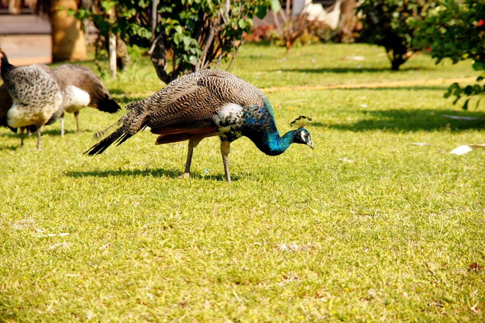 Animals in Kadoma Hotel & Conference Centre