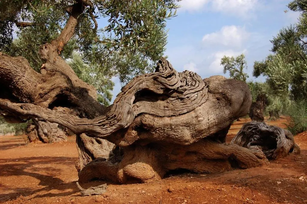 Agriturismo Salinola