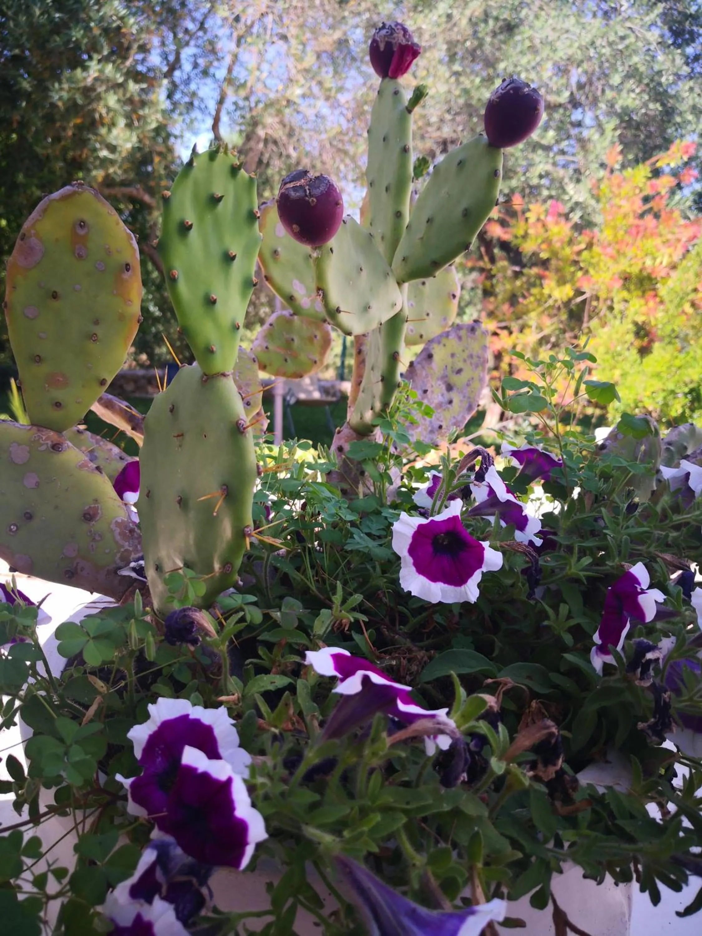 Agriturismo Salinola