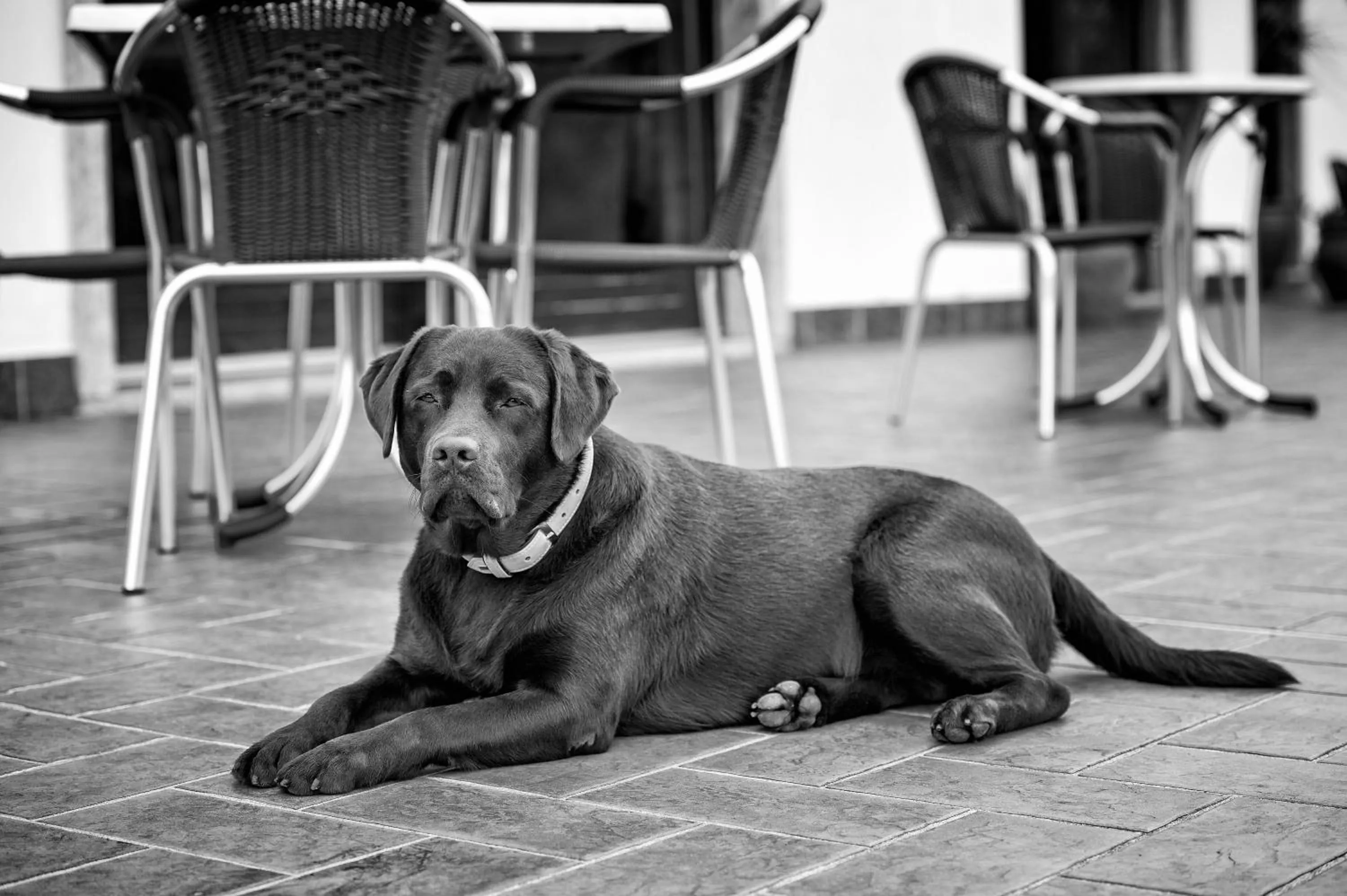 Pets in Residence Alesi