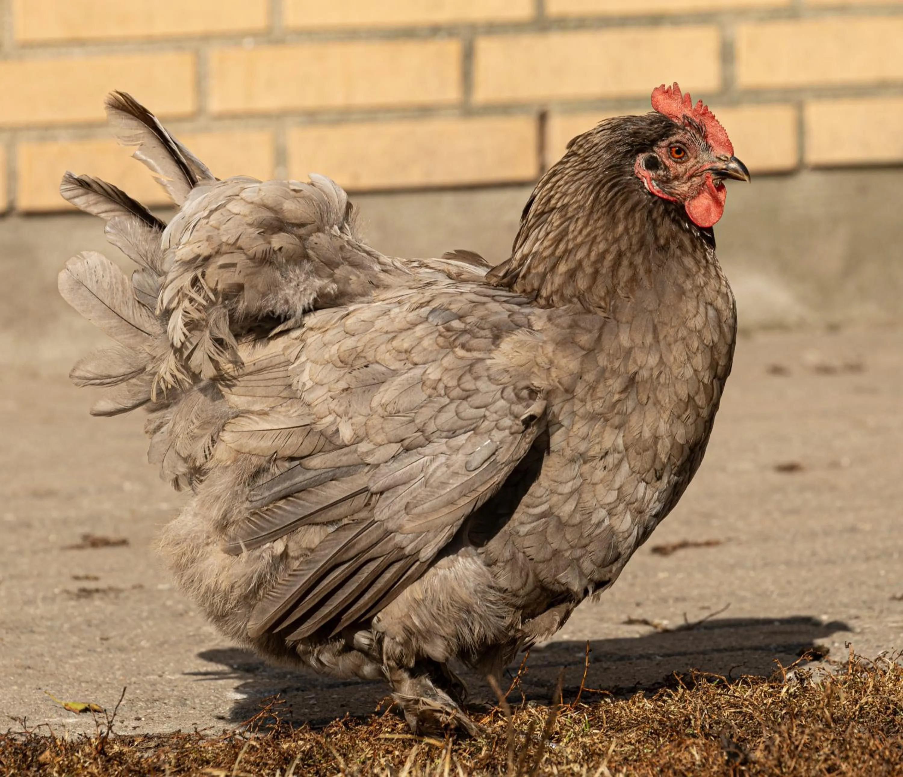 Animals in Skortskær Bondegårdsferie