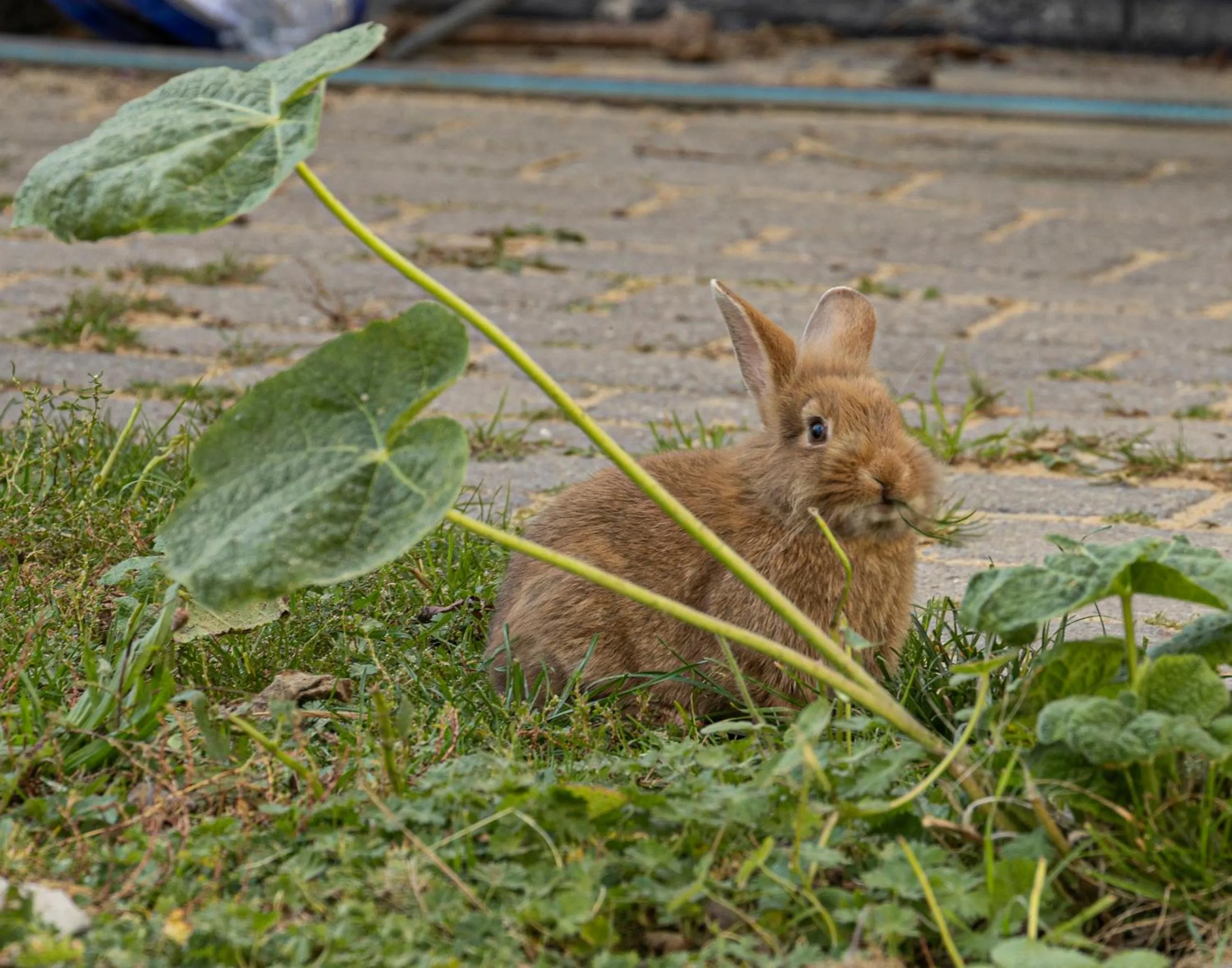 Animals in Skortskær Bondegårdsferie