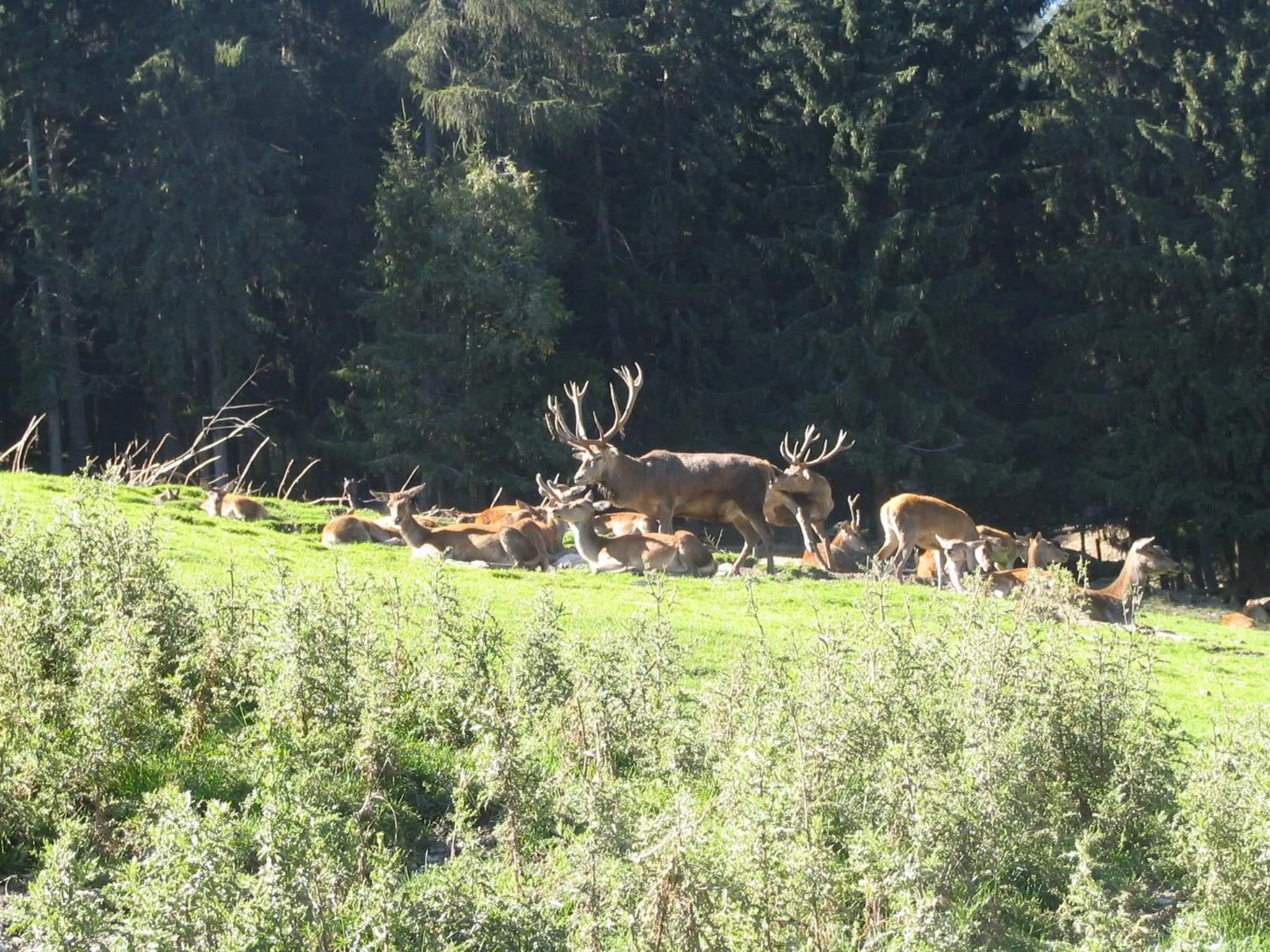 Animals in Aparthotel Garni Monte