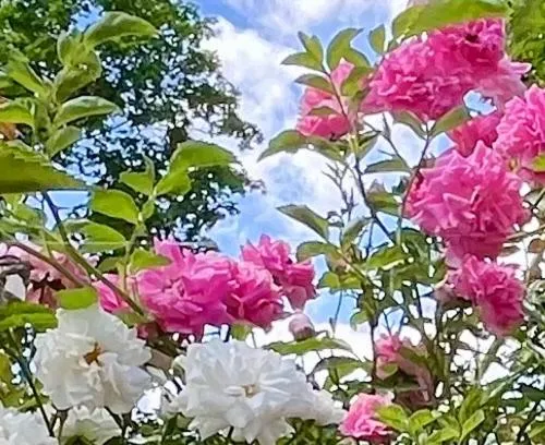 Off site in Cottage Morino Nakamatachi