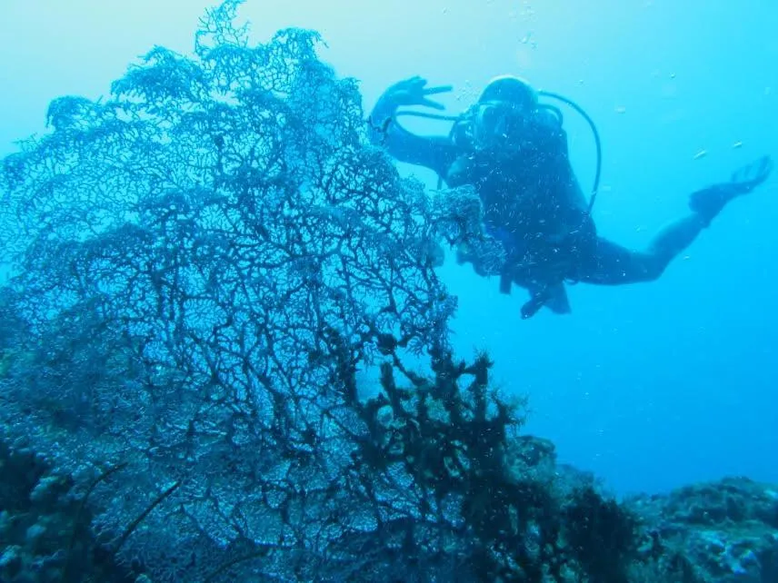 Diving in Anilao Scuba Dive Center (ASDC)