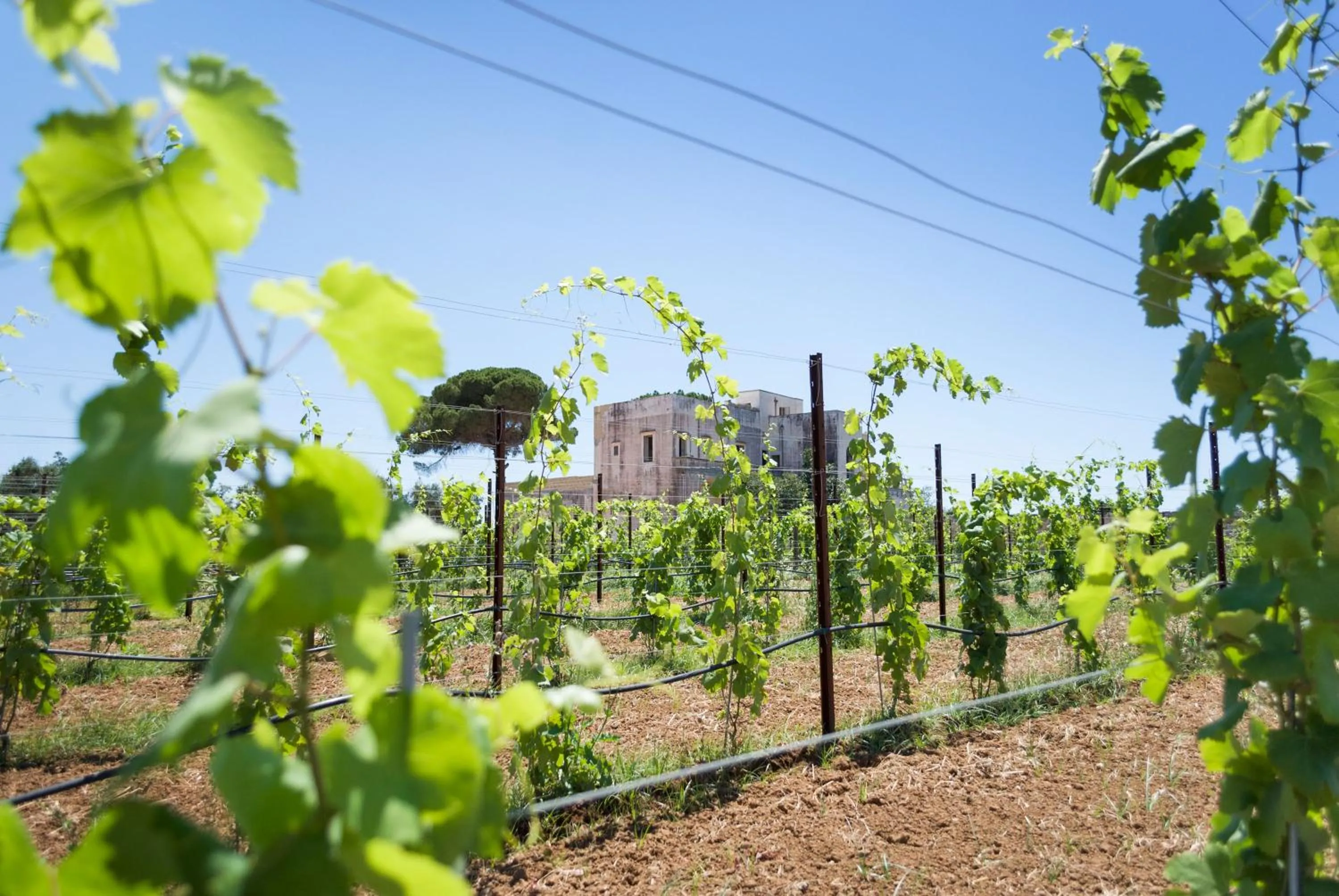 Garden in Tenuta Mosè Charming House&Relais Gallipoli