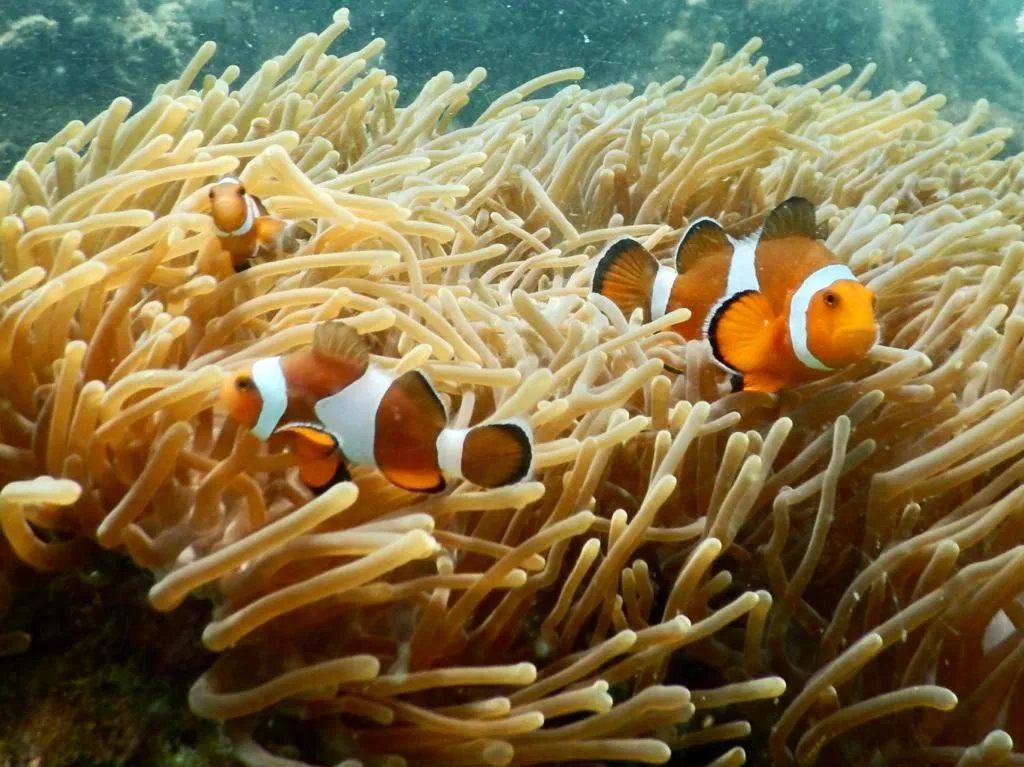 Snorkeling in La Ong Lay