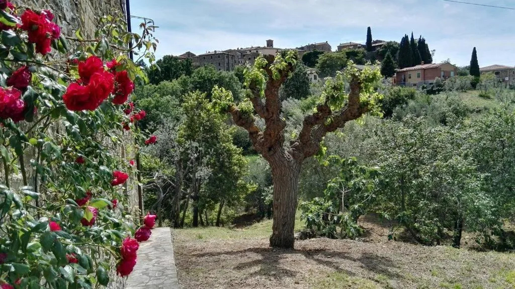 Garden in Colombaio In Colle