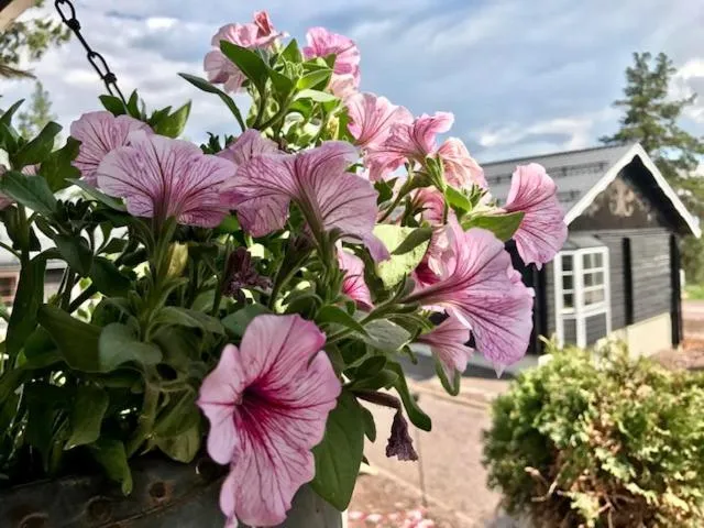 Garden in Gammelgården