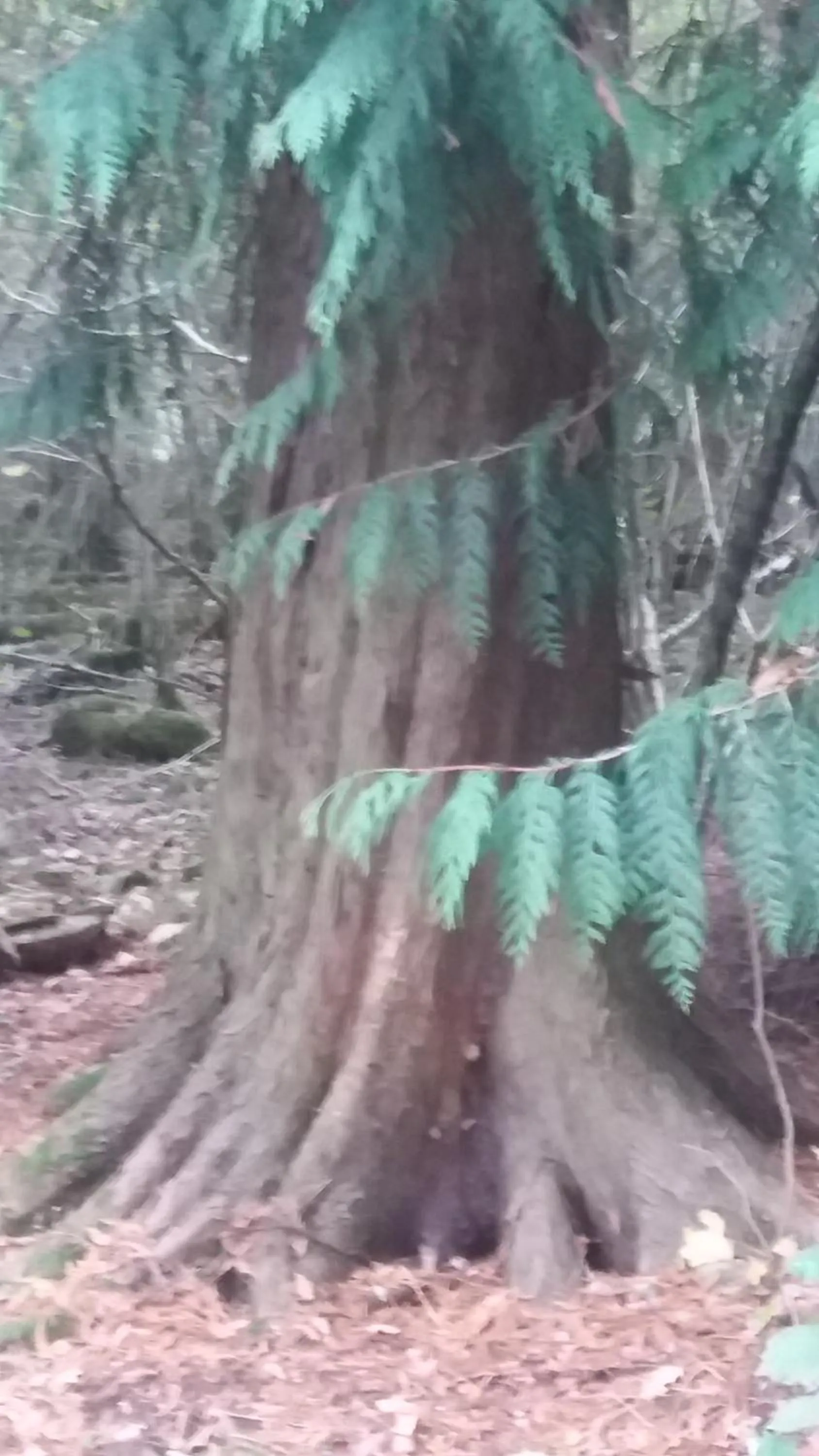 Hiking in Plumtree House