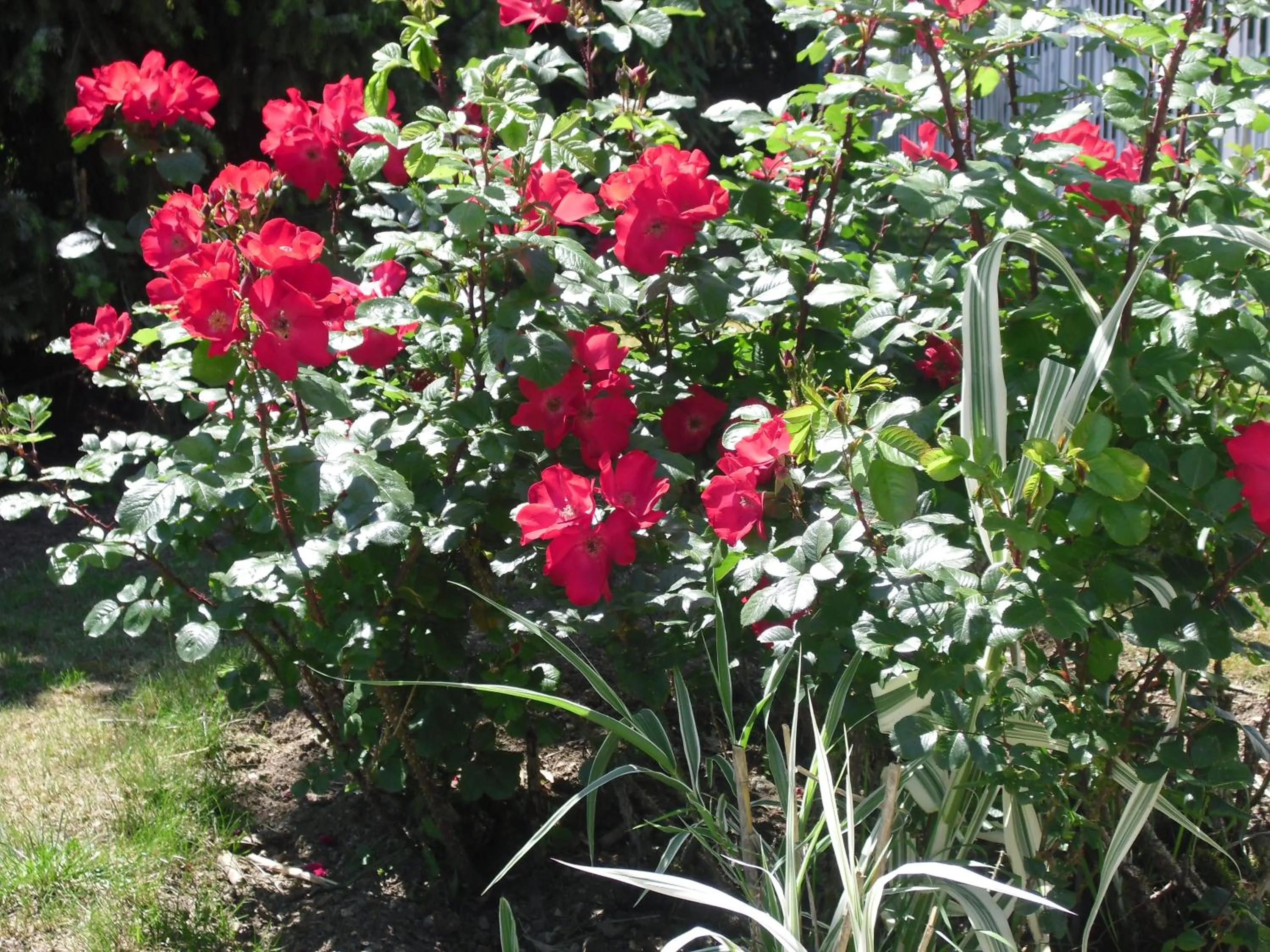 Garden in Brit Hotel Dak Hotel