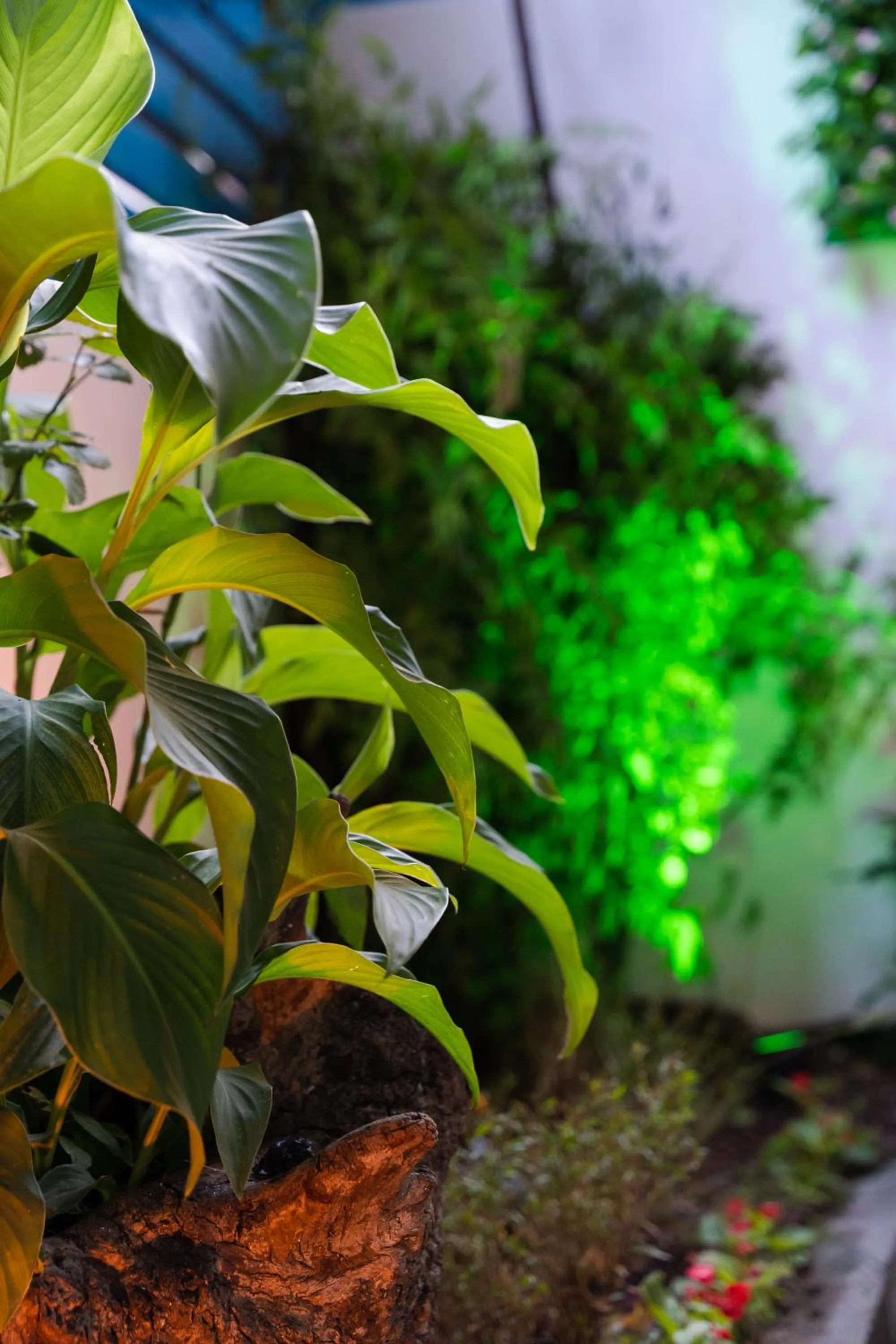 Garden in Şebnem Hotel