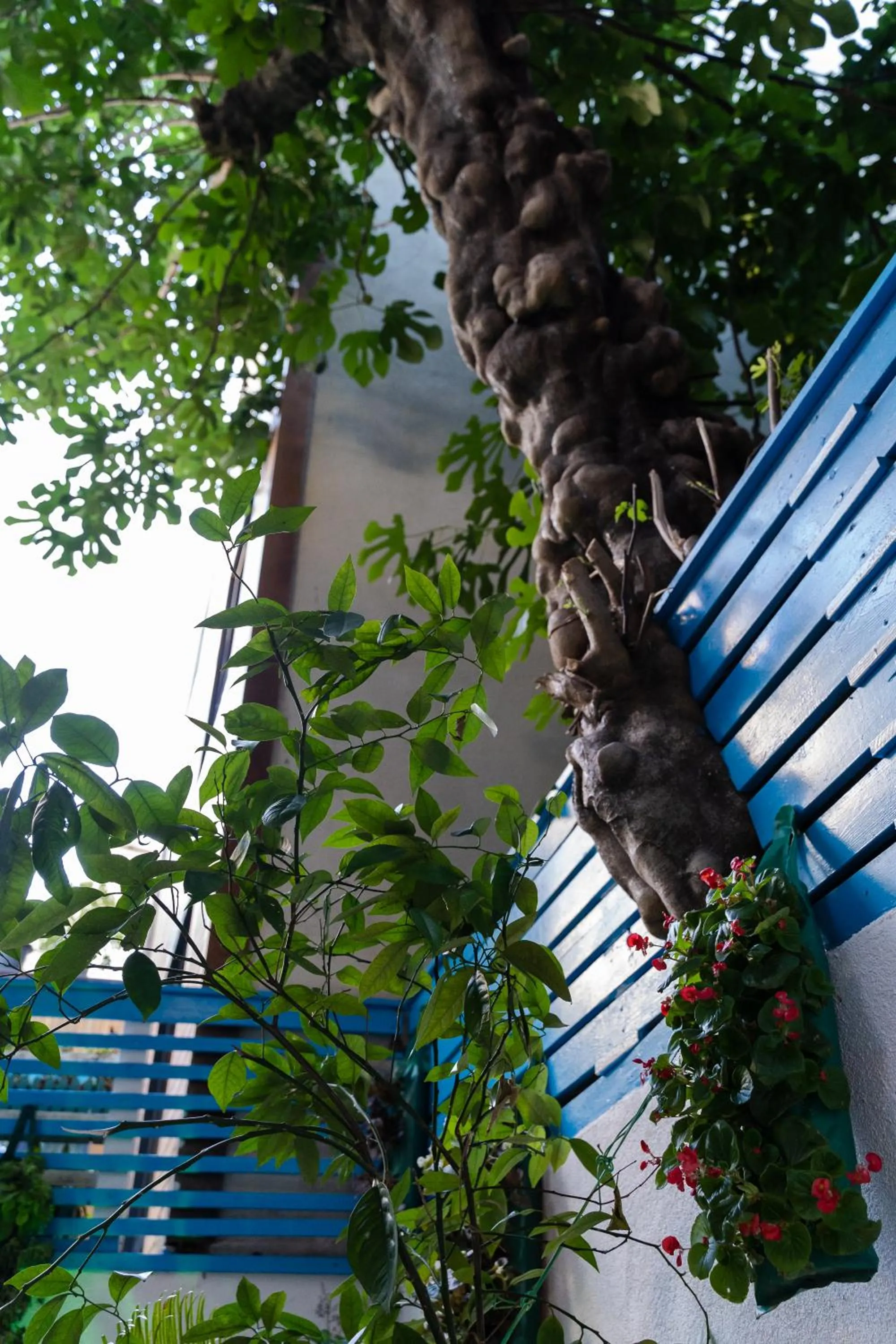 Garden in Şebnem Hotel