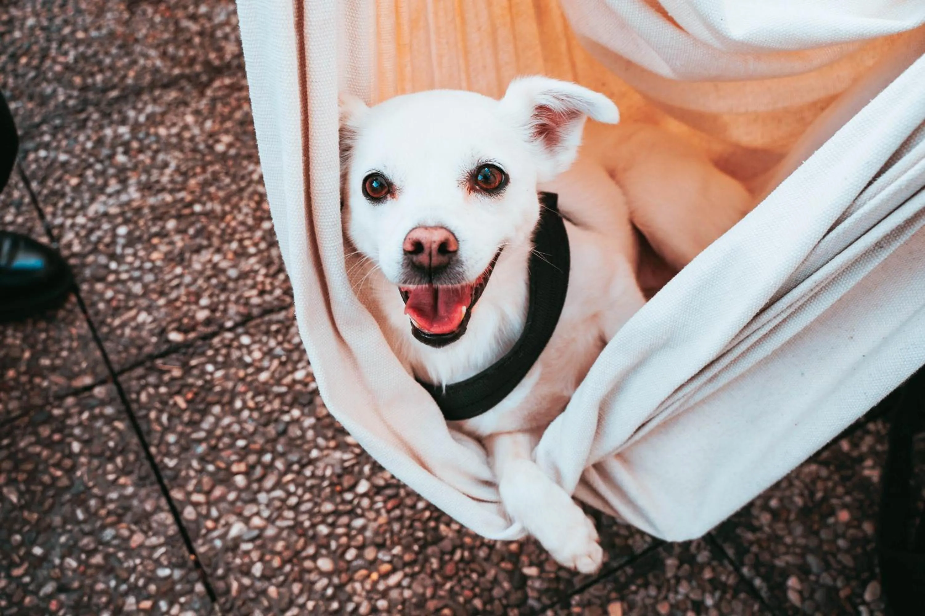 Pets in Hotel Bello by Ostello Bello