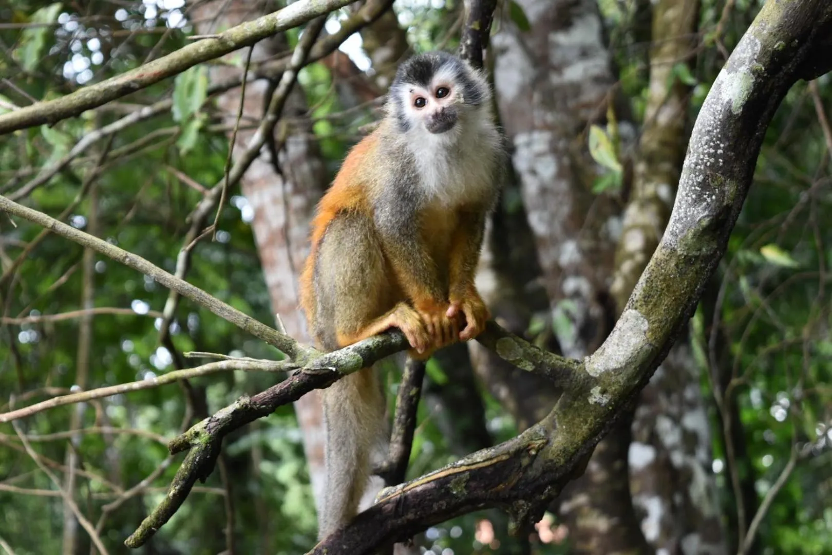 Animals in Hotel Manuel Antonio Park