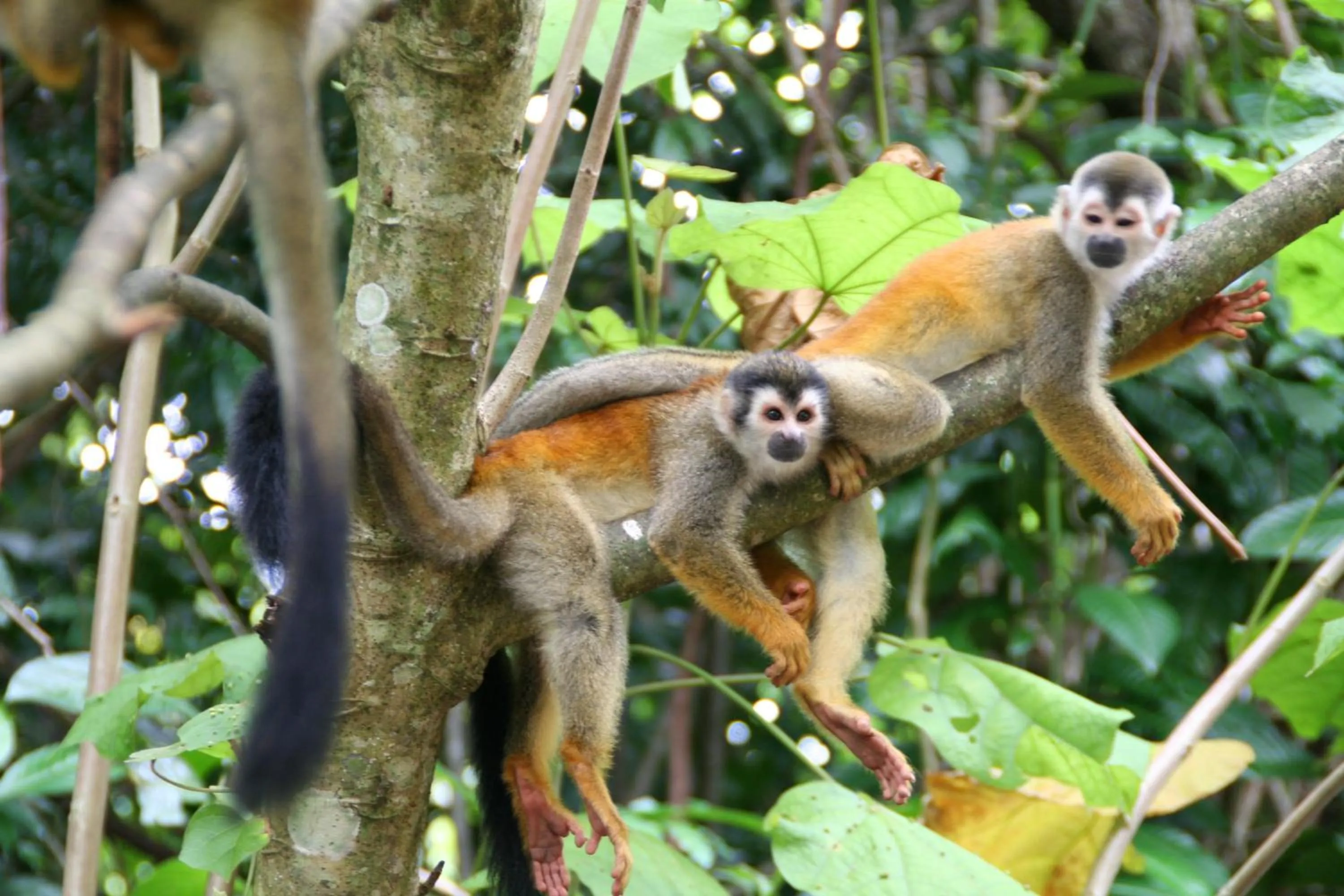 Natural landscape in Hotel Manuel Antonio Park